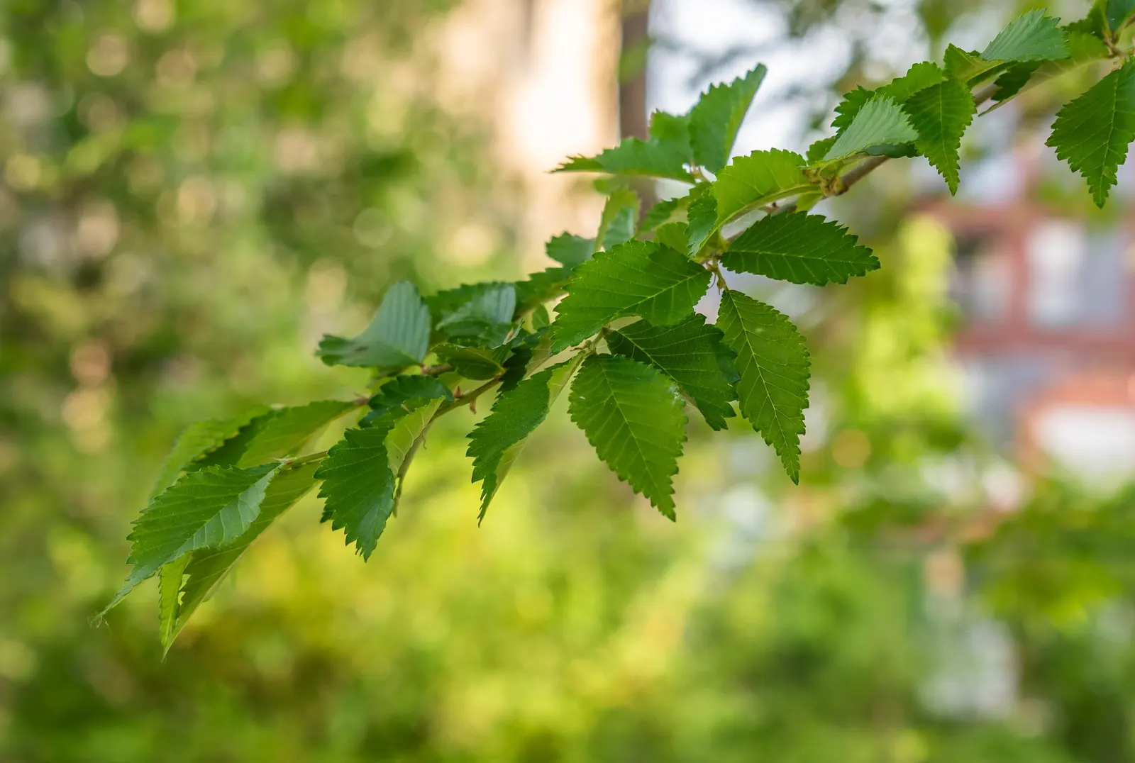 Siberian Elm (Ulmus Pumila) — Tolerates urban conditions and drought, thriving in zones 4-9; this species exhibits a moderate to fast growth rate