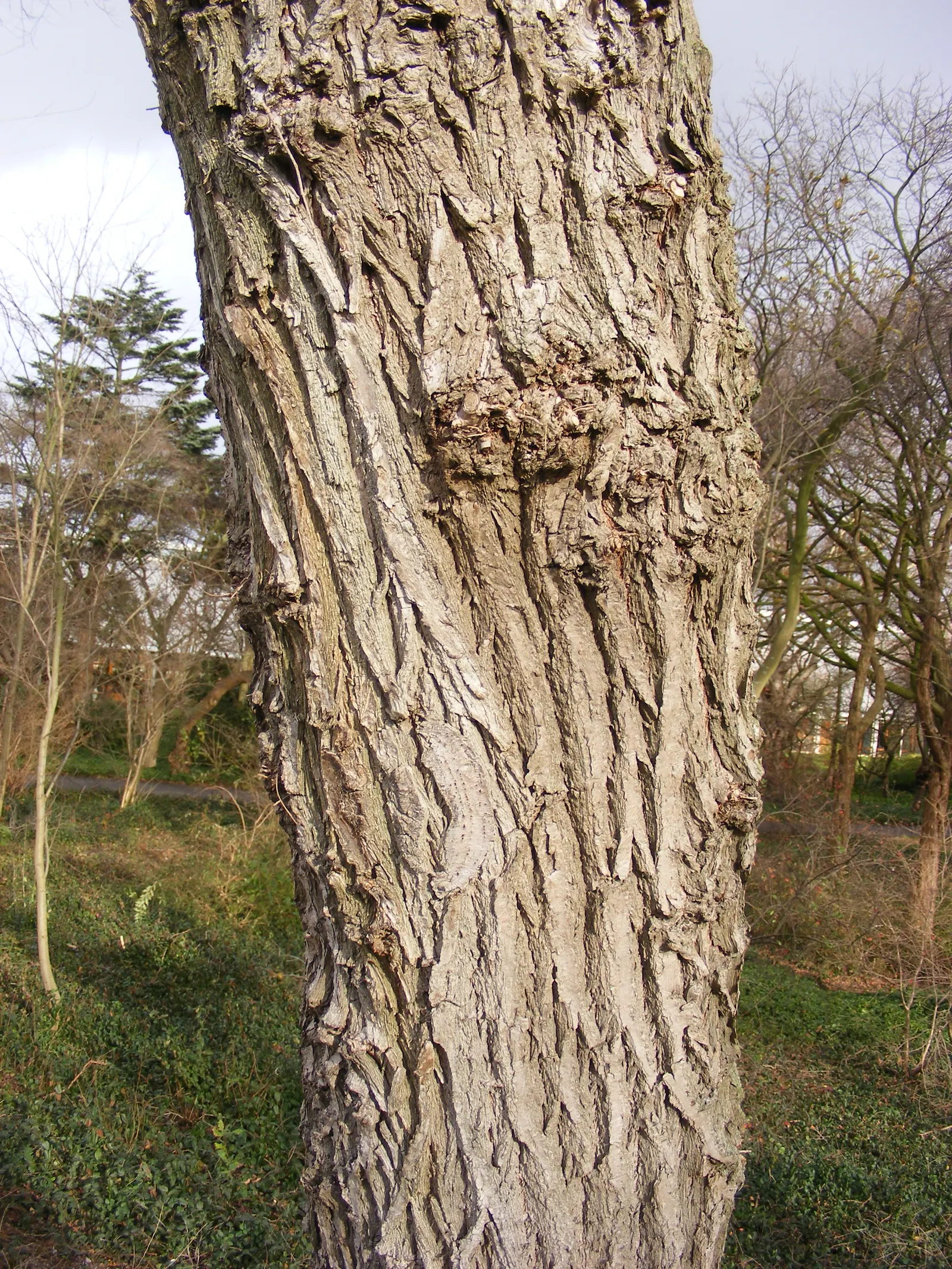 Siberian Elm (Ulmus Pumila) — It is an excellent choice for windbreaks; and in large open areas where its rapid growth and adaptation capabilities are desired