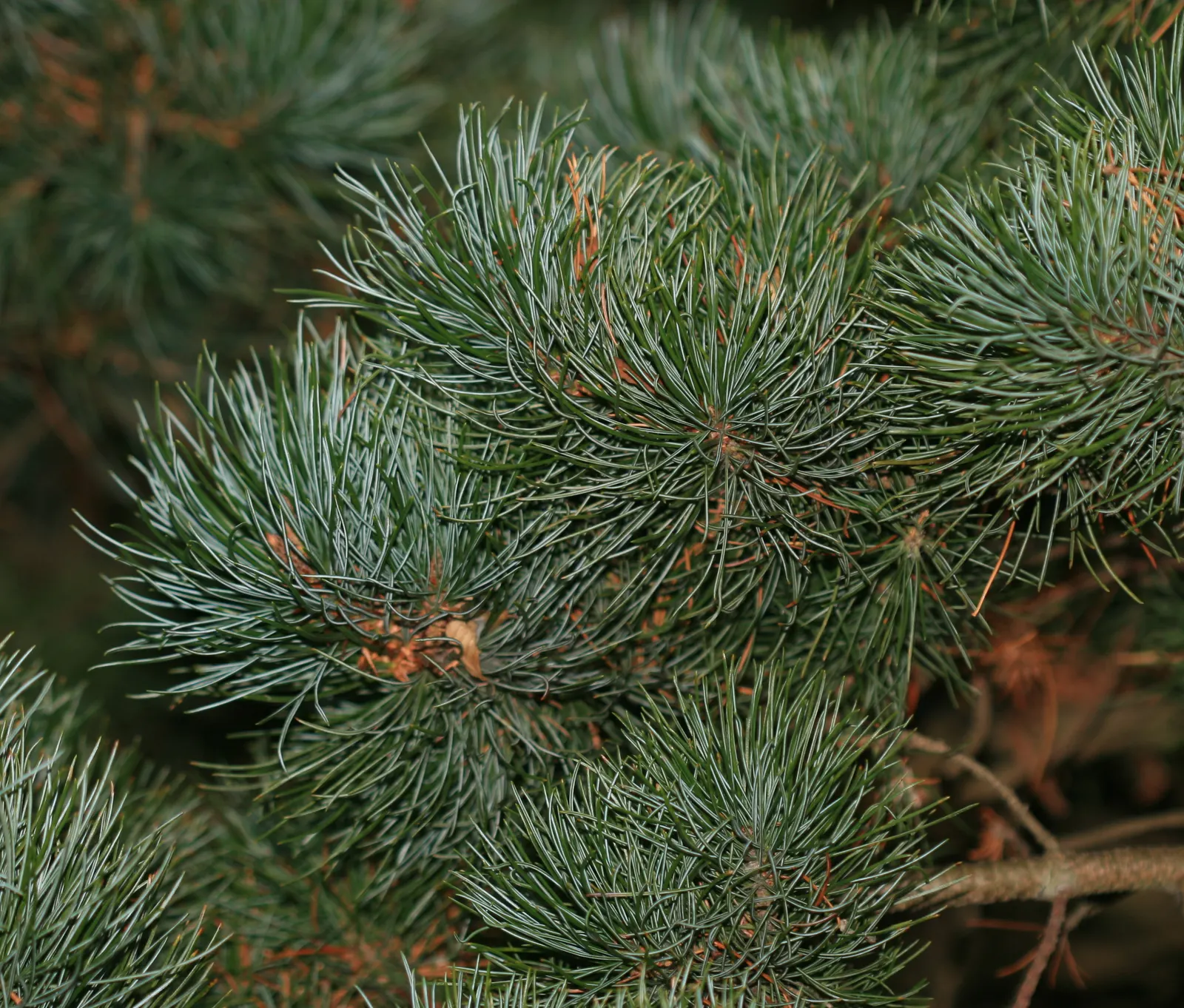 Siberian Elm (Ulmus Pumila) — increasing by upwards of 3 feet per annum under optimal conditions.<br><br>A versatile species; and in large open areas where its