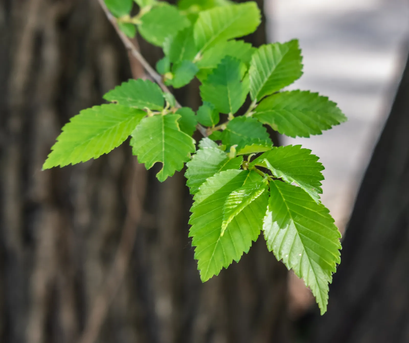 Siberian Elm (Ulmus Pumila) — Note: Considered invasive in some areas