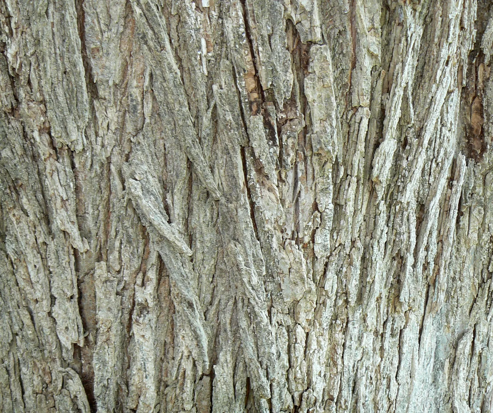Siberian Elm (Ulmus Pumila) — This species exhibits a moderate to fast growth rate