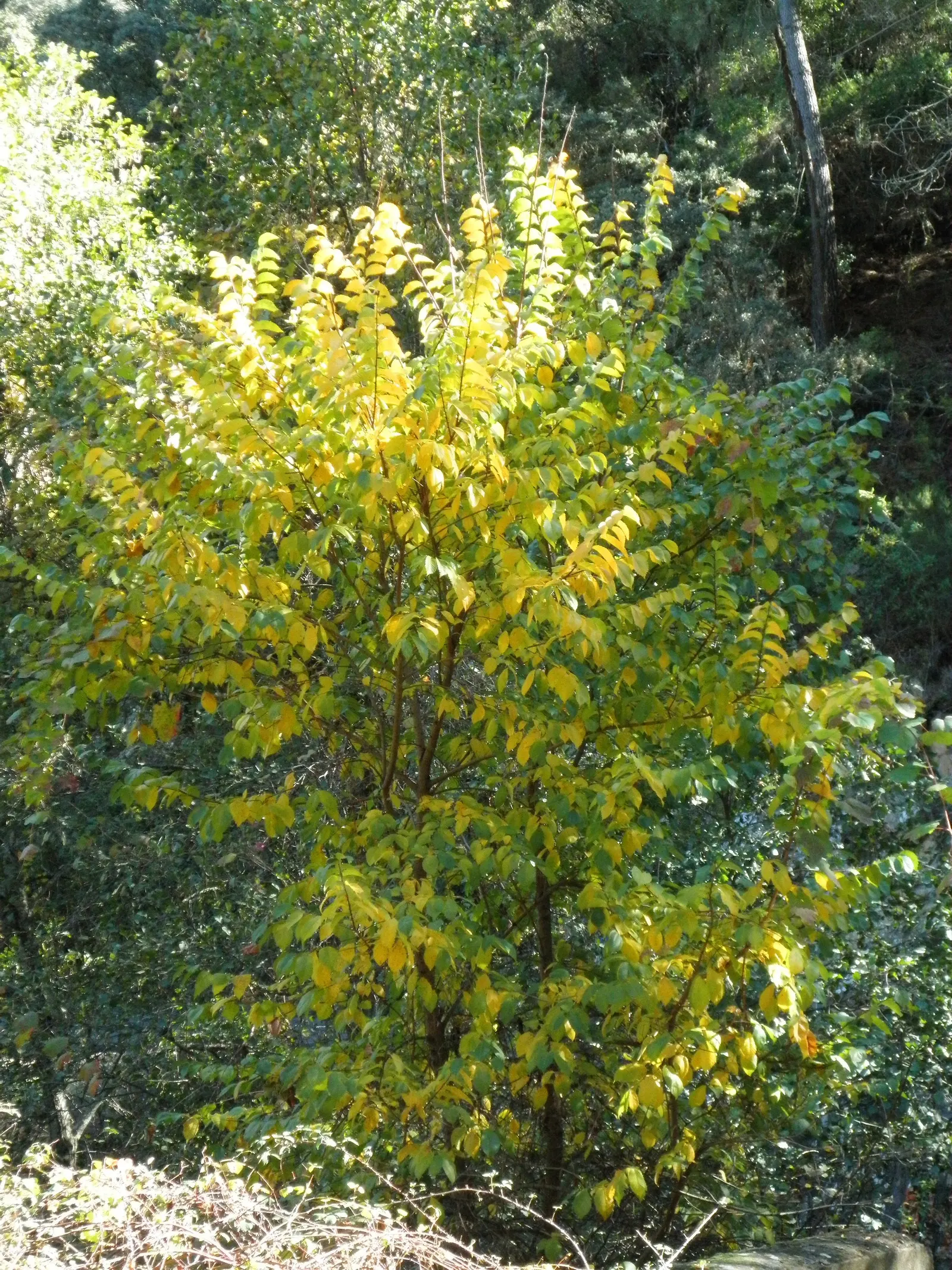 Siberian Elm (Ulmus Pumila) — particularly in the winter months.<br><br>When integrating into landscape designs