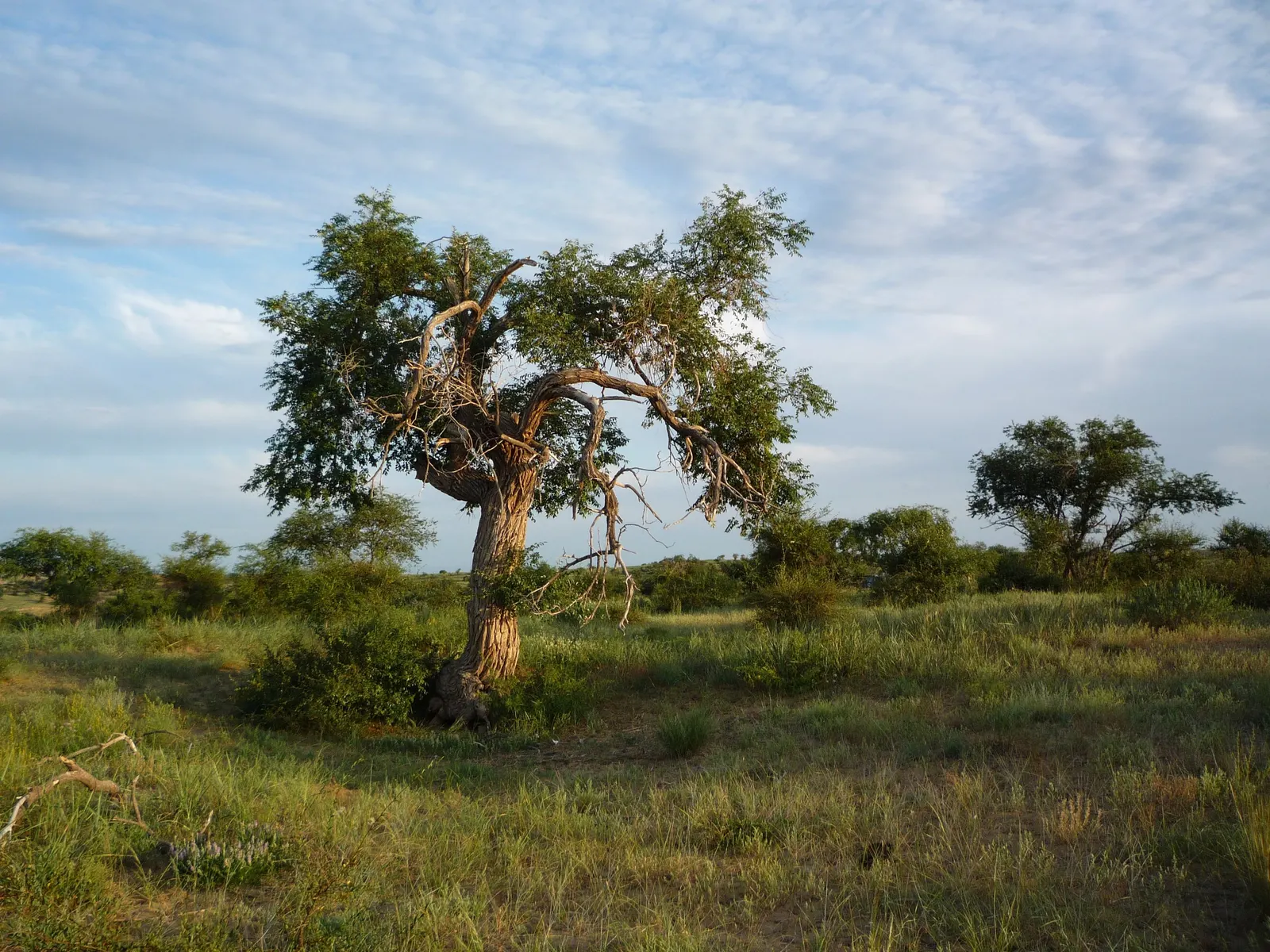 Siberian Elm (Ulmus Pumila) — It exhibits drought-resistance once established and tolerates urban conditions, including pollution and salt