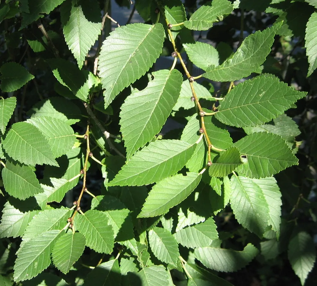Siberian Elm (Ulmus Pumila) — the Siberian Elm thrives in USDA zones 4 through 9 and is tolerant of a variety of soil types; provides quick shade but is prone