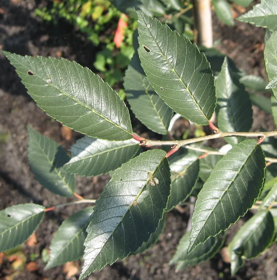Siberian Elm (Ulmus Pumila) — and in large open areas where its rapid growth and adaptation capabilities are desired traits; provides quick shade but is prone