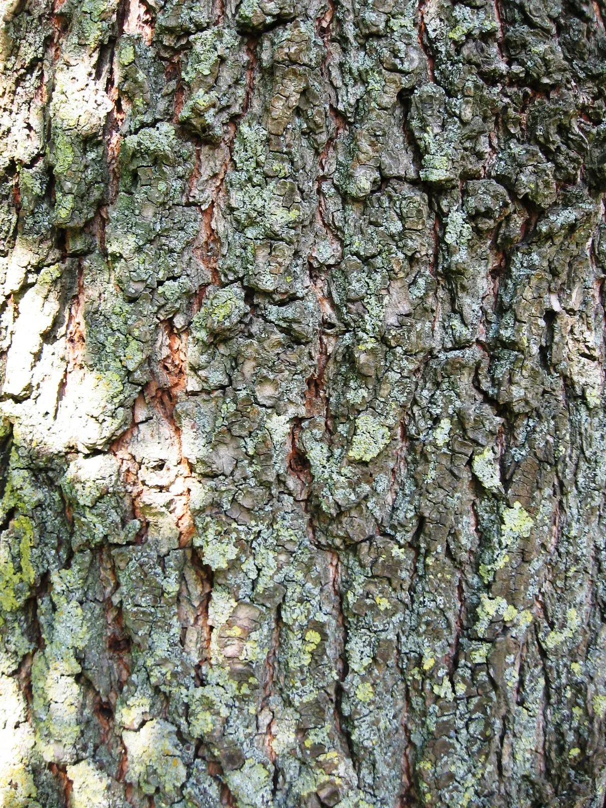 Siberian Elm (Ulmus Pumila) — inconspicuous small flowers bloom before the leaves emerge; this species exhibits a moderate to fast growth rate