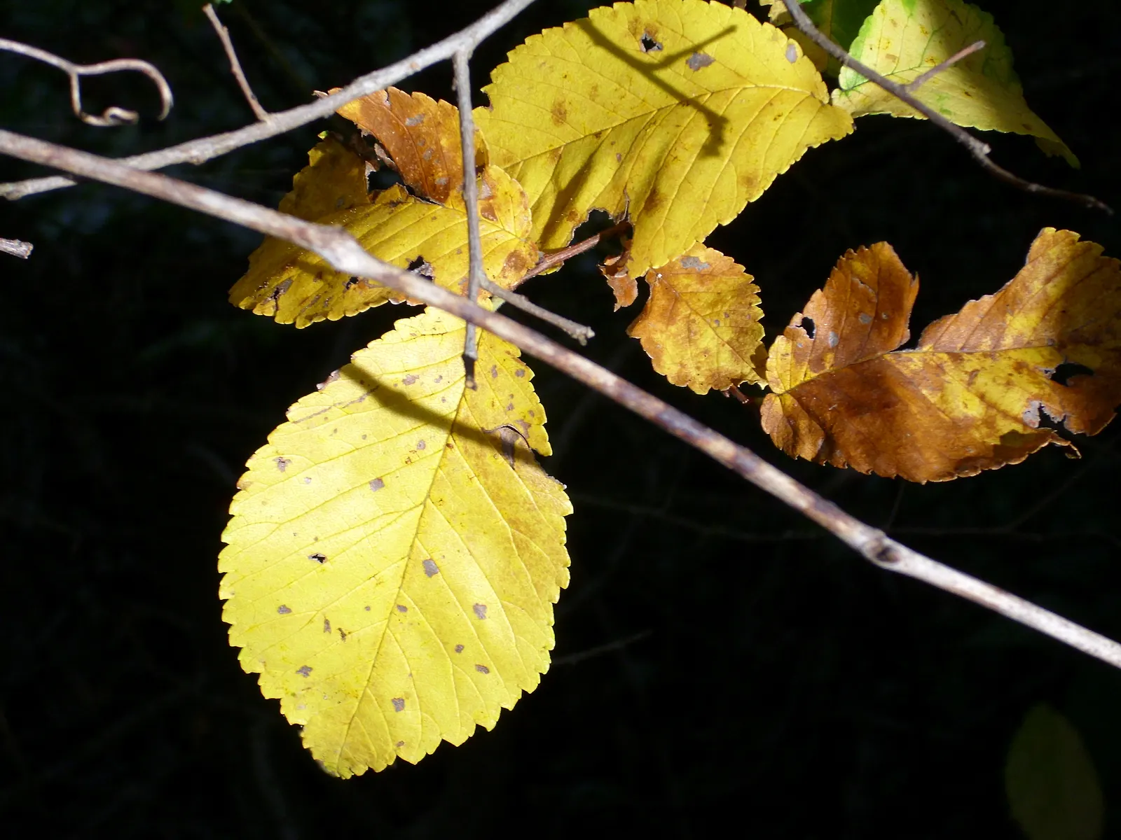 Siberian Elm (Ulmus Pumila) — green and yellow flowers in the garden