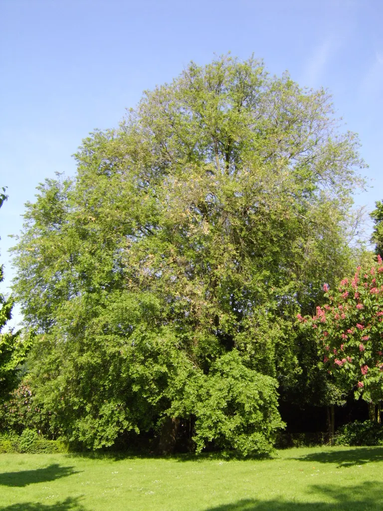Siberian Elm (Ulmus Pumila) — followed by winged seeds that disseminate easily; inconspicuous small flowers bloom before the leaves emerge