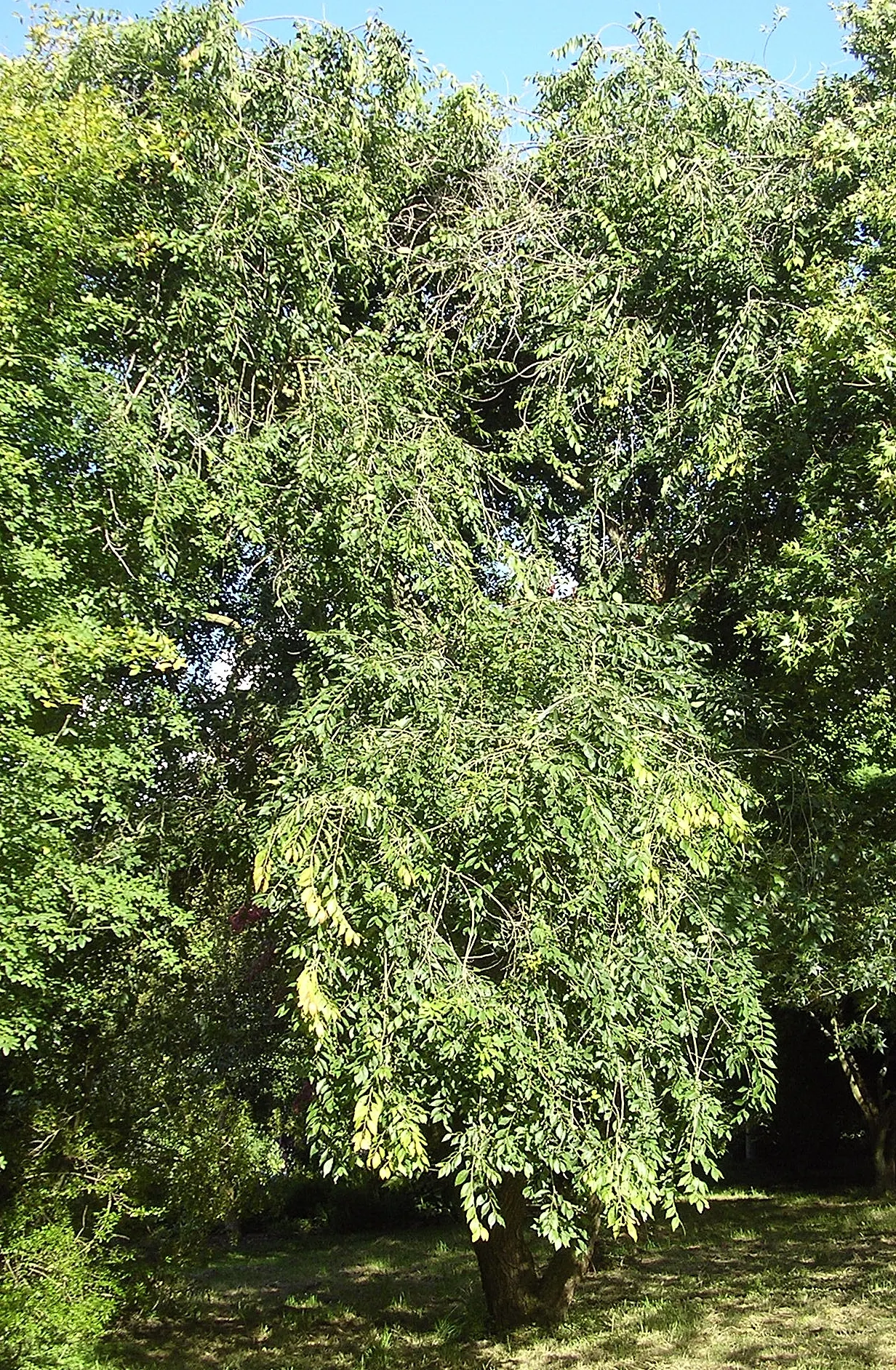 Siberian Elm (Ulmus Pumila) — commonly referred to as the Siberian Elm; inconspicuous small flowers bloom before the leaves emerge