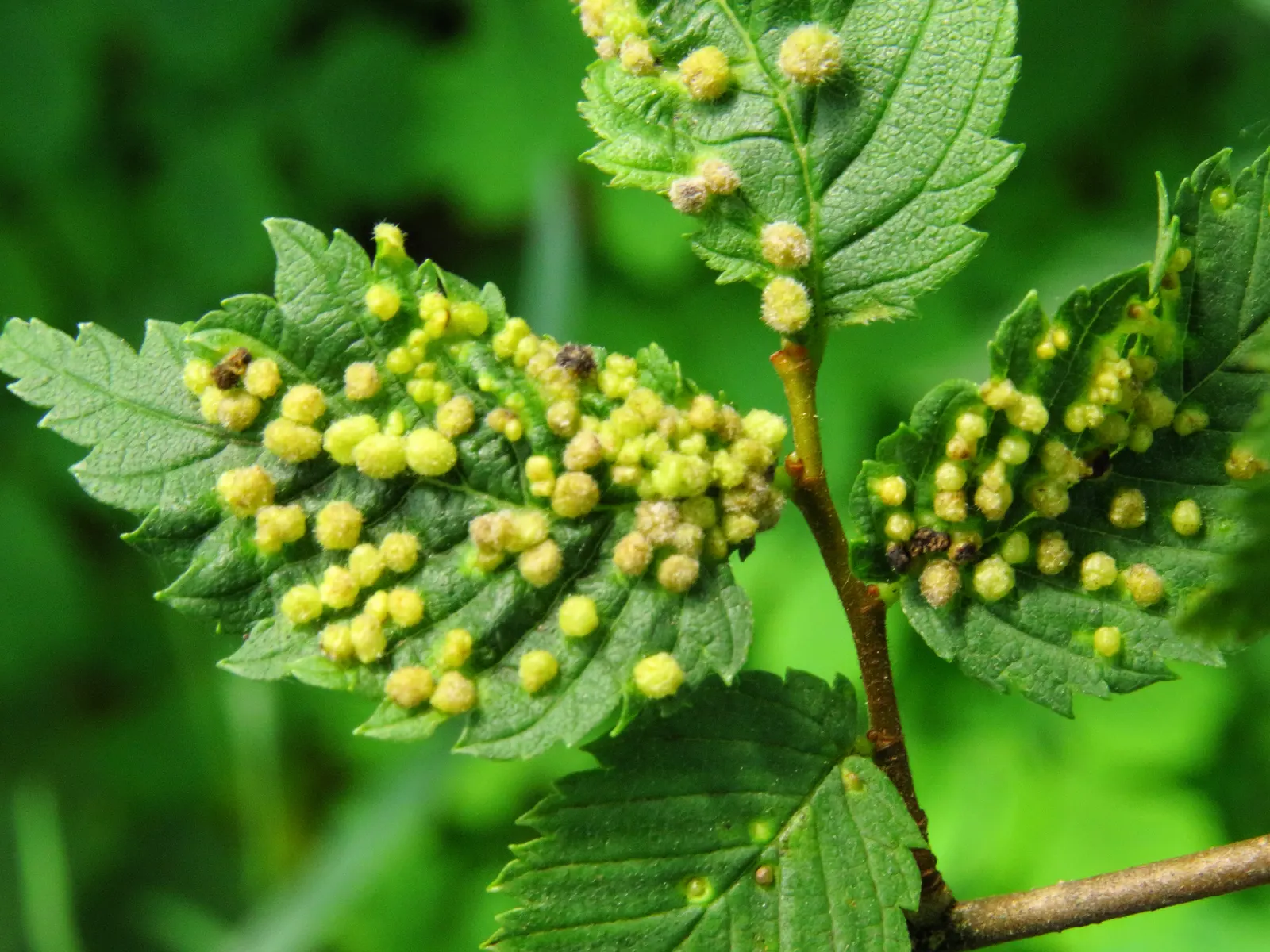 Siberian Elm (Ulmus Pumila) — is a hardy deciduous tree renowned for its adaptability and rapid growth