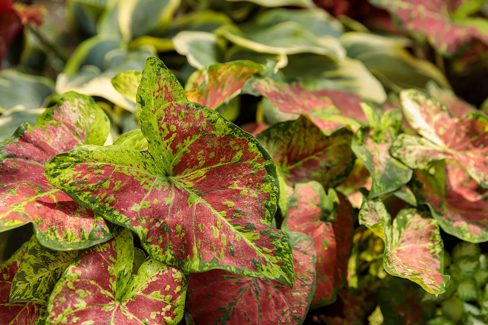 Dawn to Dusk™ Shade Caladium (Caladium hortulanum) — this fancy-leaved caladium brings a fresh