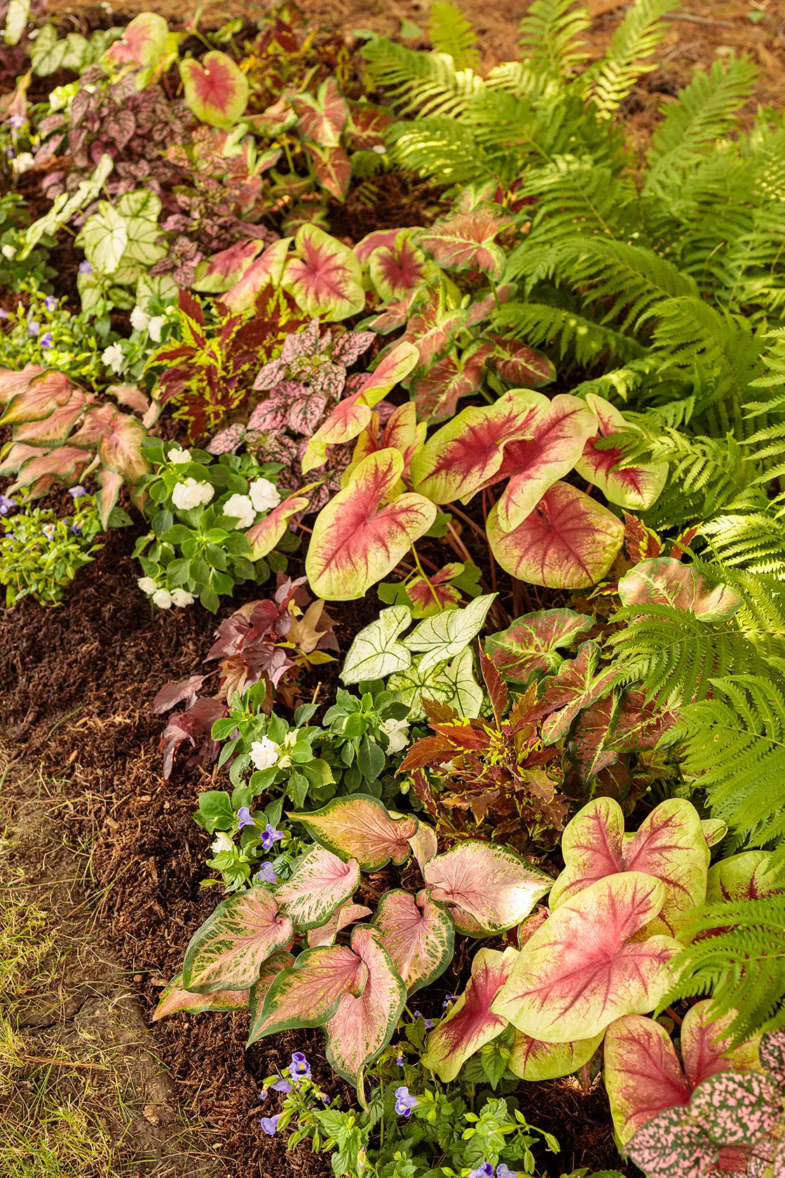 Dawn to Dusk™ Shade Caladium (Caladium hortulanum) — luminous look to low-light plantings