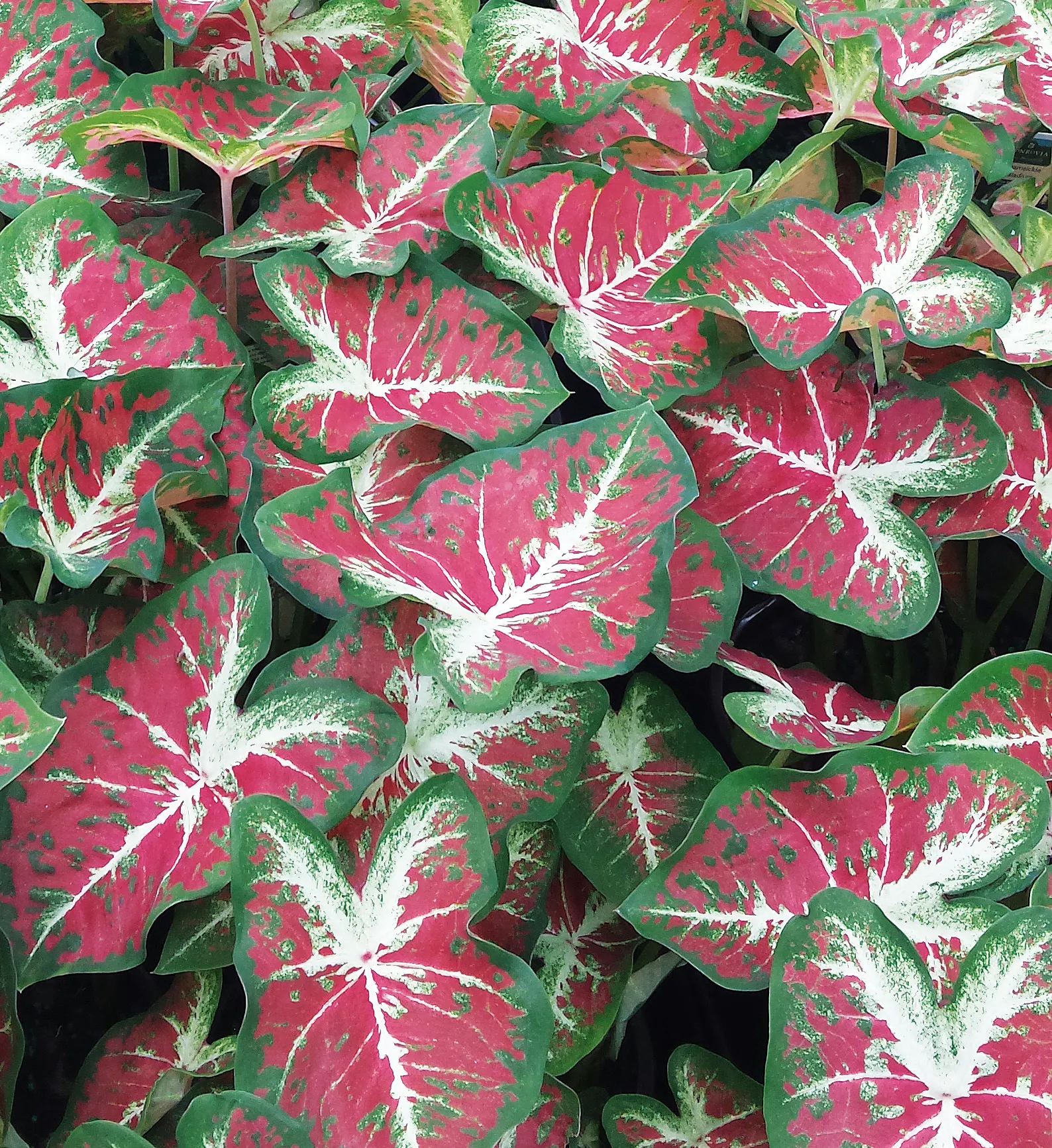 Dawn to Dusk™ Shade Caladium (Caladium hortulanum) — upright leaves washed in pale and dark green and dramatically splashed with red to burnt-orange tones