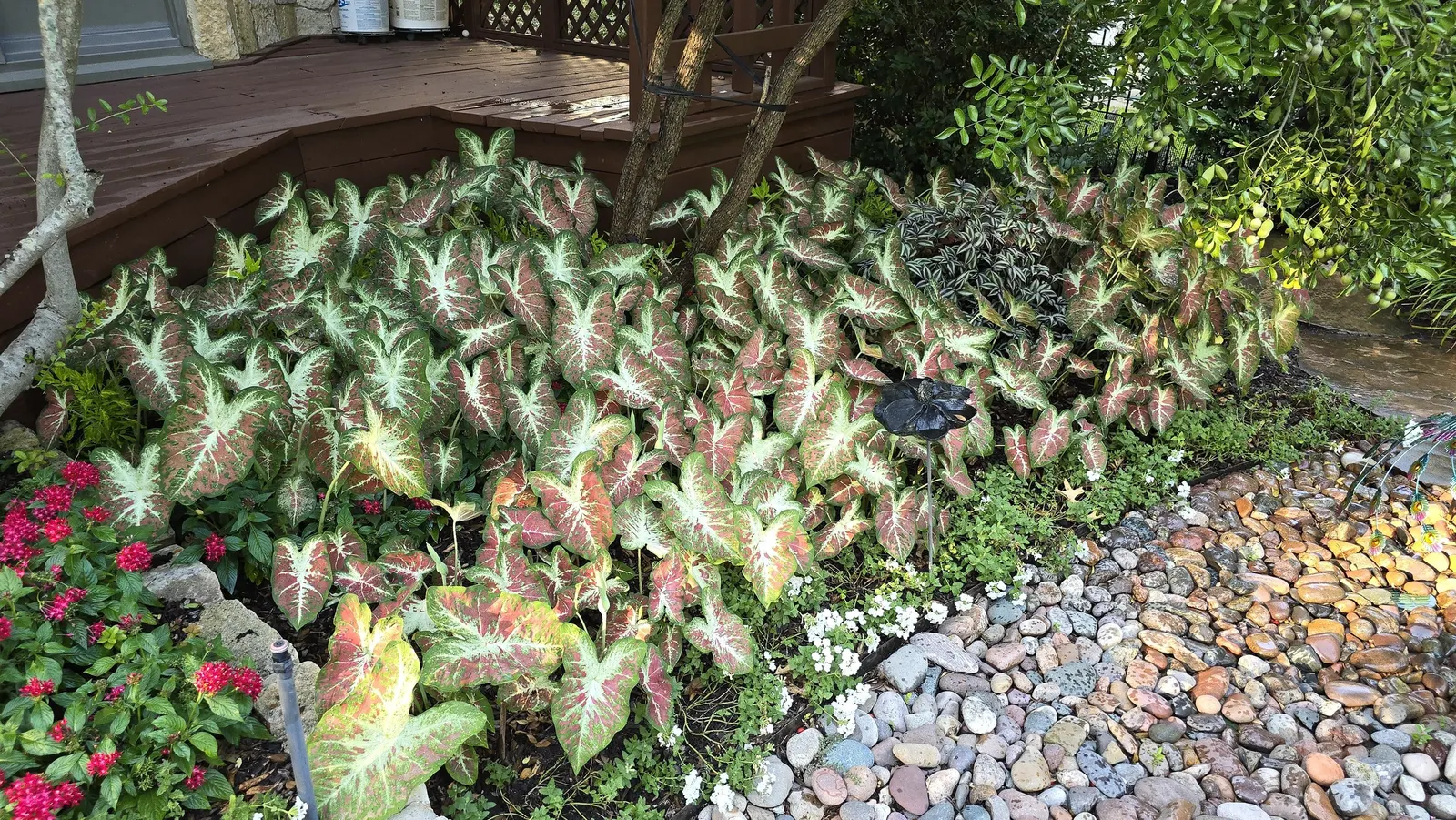 Dawn to Dusk™ Shade Caladium (Caladium hortulanum) — Hardy in USDA Zones 10a-11b