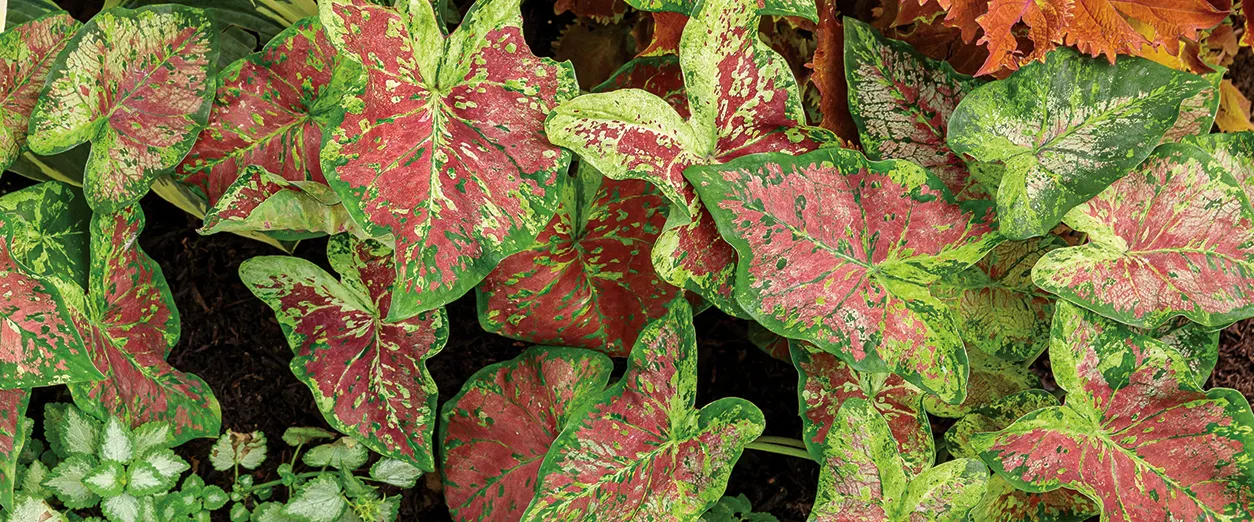 Dawn to Dusk™ Shade Caladium (Caladium hortulanum) — Deer resistant and easy to maintain