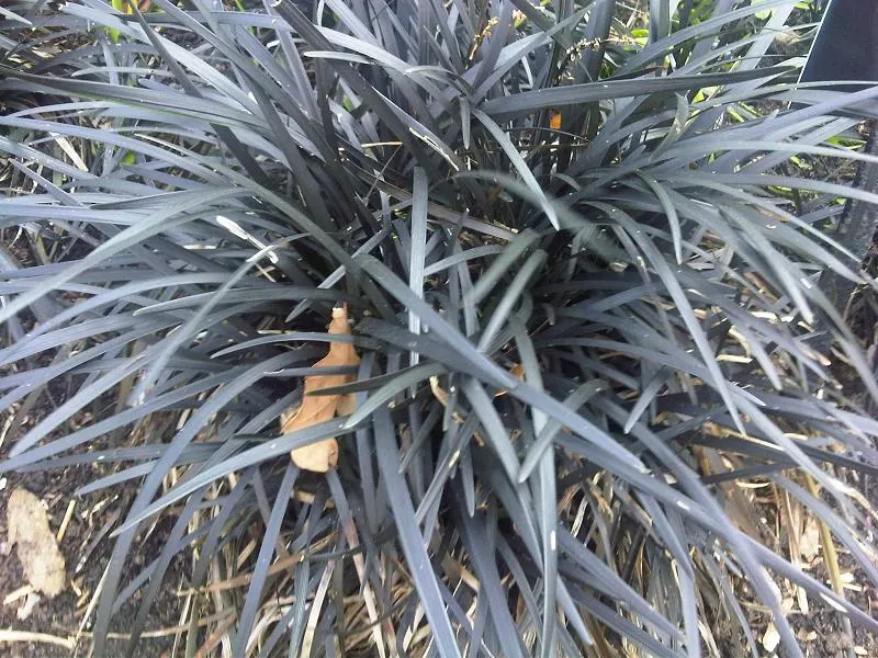 Black Mondo Grass (Ophiopogon Planiscapus 'Nigrescens') — making it a compelling component in any modern landscape composition