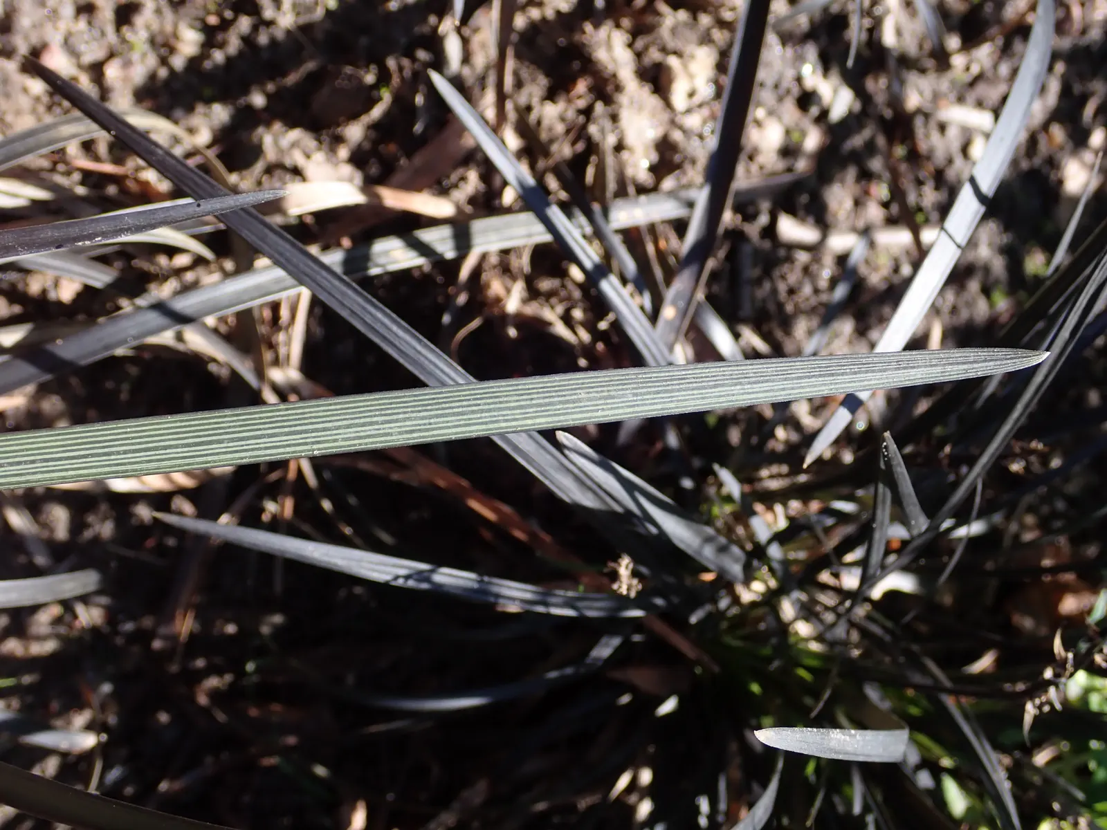 Black Mondo Grass (Ophiopogon Planiscapus 'Nigrescens') — fertile loams.<br><br>Periodic watering is necessary