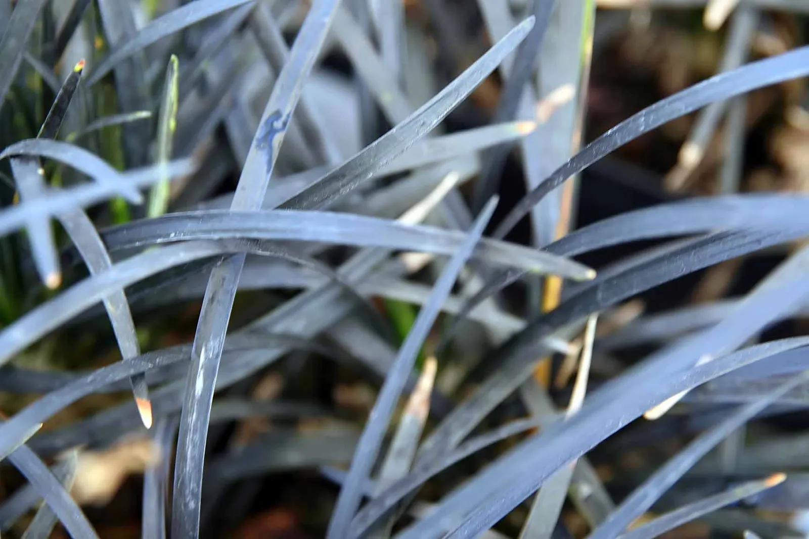 Black Mondo Grass (Ophiopogon Planiscapus 'Nigrescens') — pale purple to white flowers that can reach up to 20 inches in height; the plant forms dense clumps
