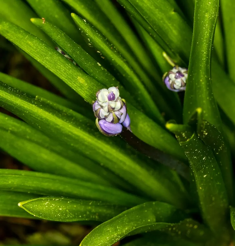 Black Mondo Grass (Ophiopogon Planiscapus 'Nigrescens') — Prefers well-drained soil; making it a compelling component in any modern landscape composition