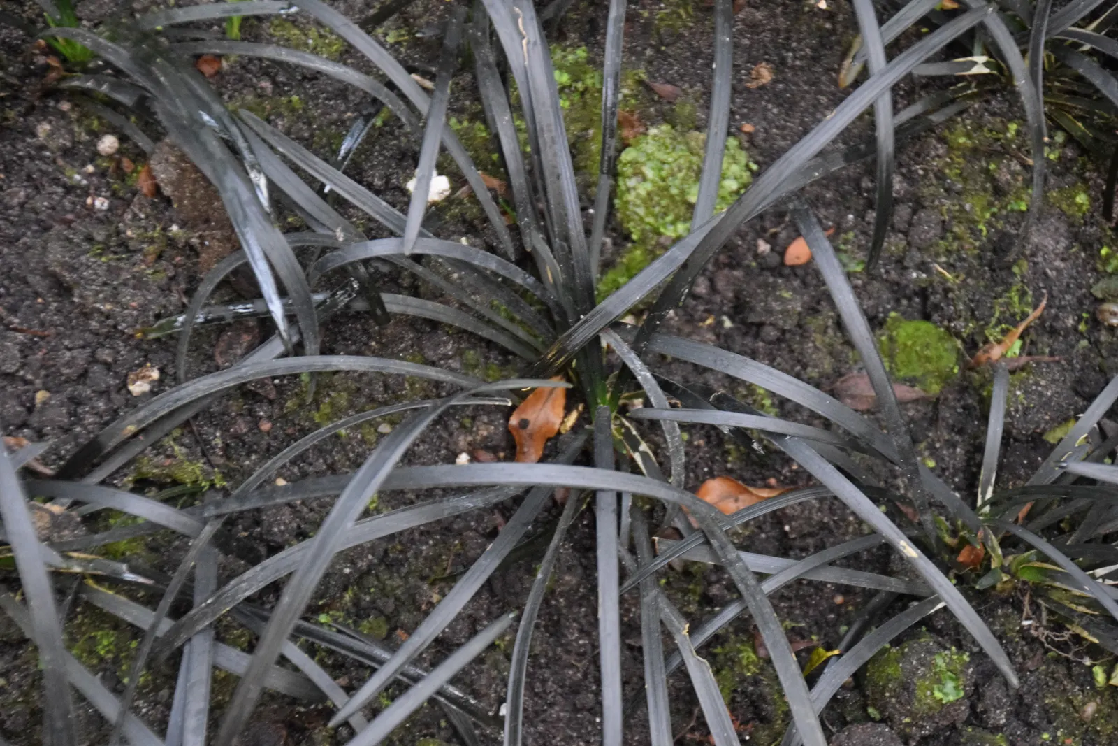 Black Mondo Grass (Ophiopogon Planiscapus 'Nigrescens') — Cultivated for its color contrast and texture; especially in the hotter seasons or in more