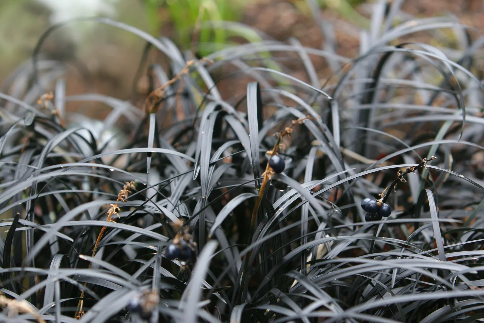 Black Mondo Grass (Ophiopogon Planiscapus 'Nigrescens') — grass / ground cover with pink blooms