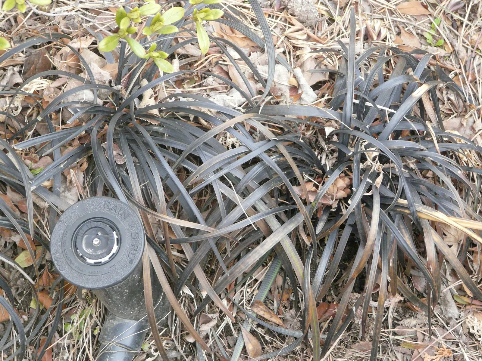 Black Mondo Grass (Ophiopogon Planiscapus 'Nigrescens') — Black Mondo Grass prefers partial to full shade, but it can tolerate some morning sun, image 43