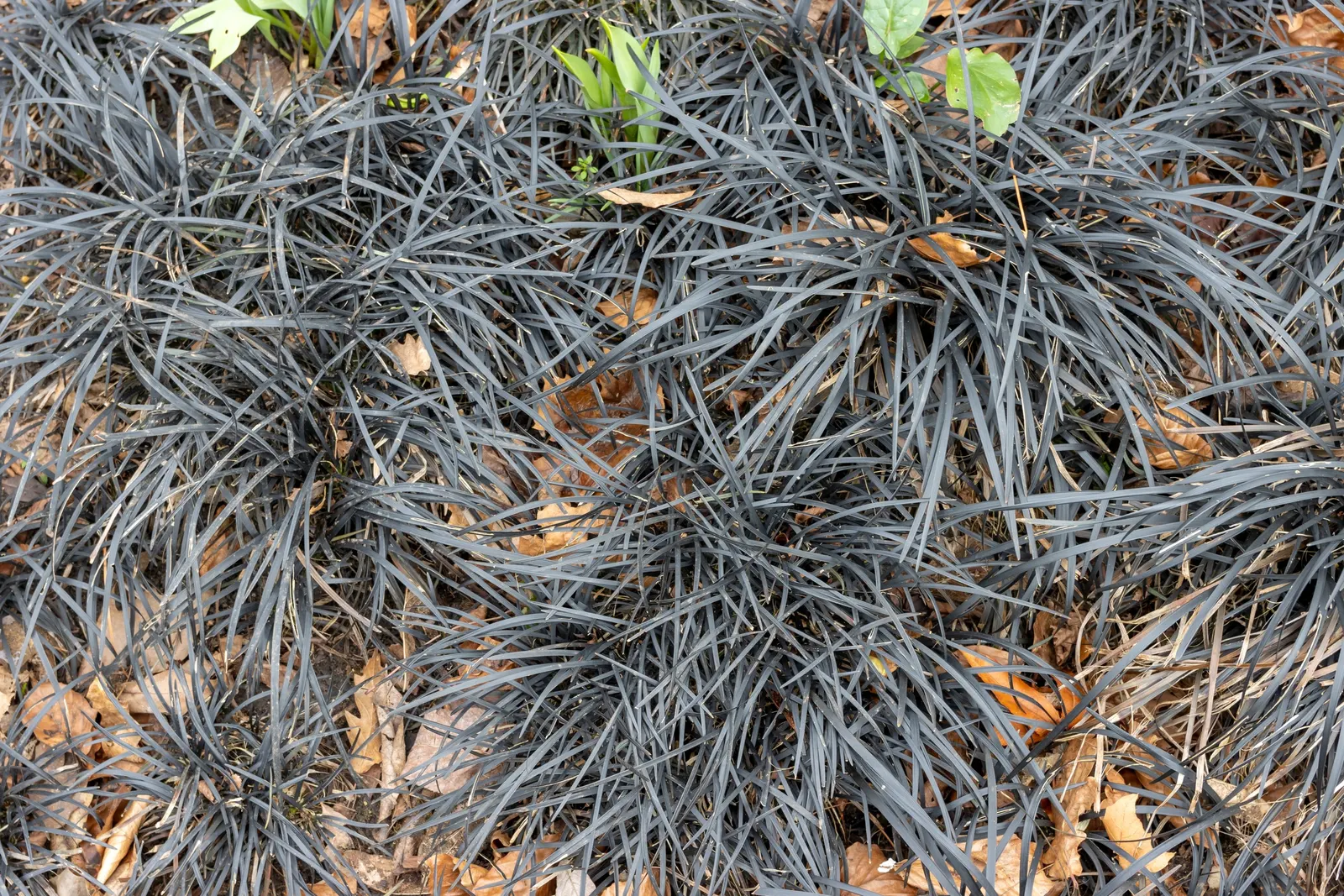 Black Mondo Grass (Ophiopogon Planiscapus 'Nigrescens') — black berry-like fruits.<br><br>Ophiopogon planiscapus 'Nigrescens' is a low-maintenance, image 50