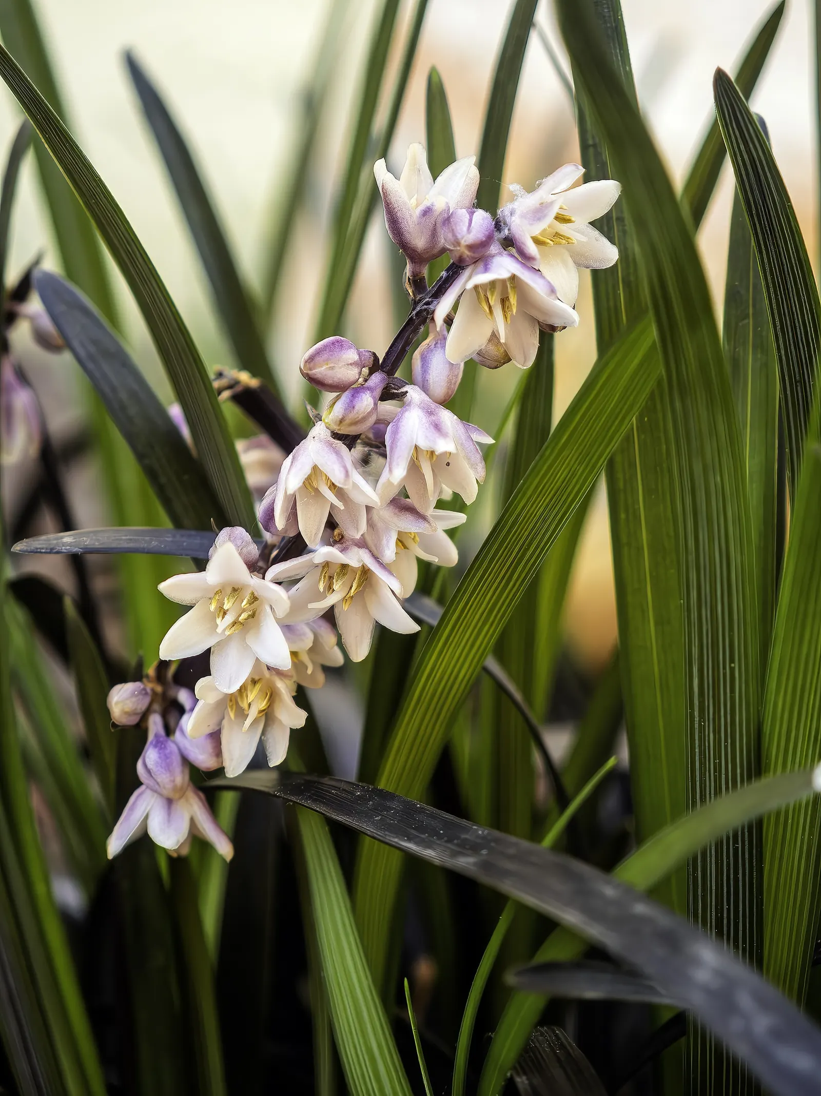 Black Mondo Grass (Ophiopogon Planiscapus 'Nigrescens') — commonly known as Black Mondo Grass