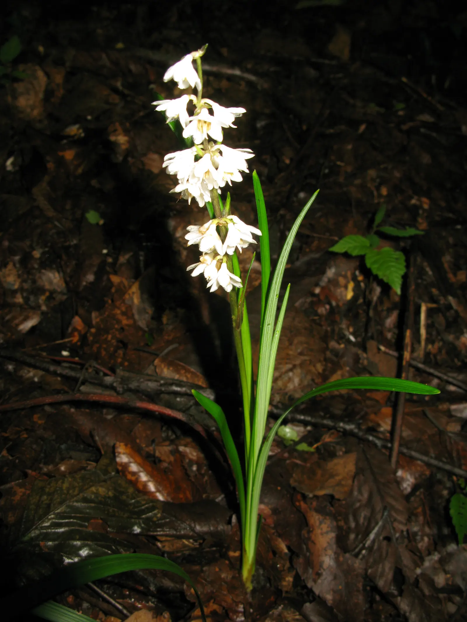 Black Mondo Grass (Ophiopogon Planiscapus 'Nigrescens') — purplish flowers in summer followed by glossy; the plant forms dense clumps up to 1 foot across
