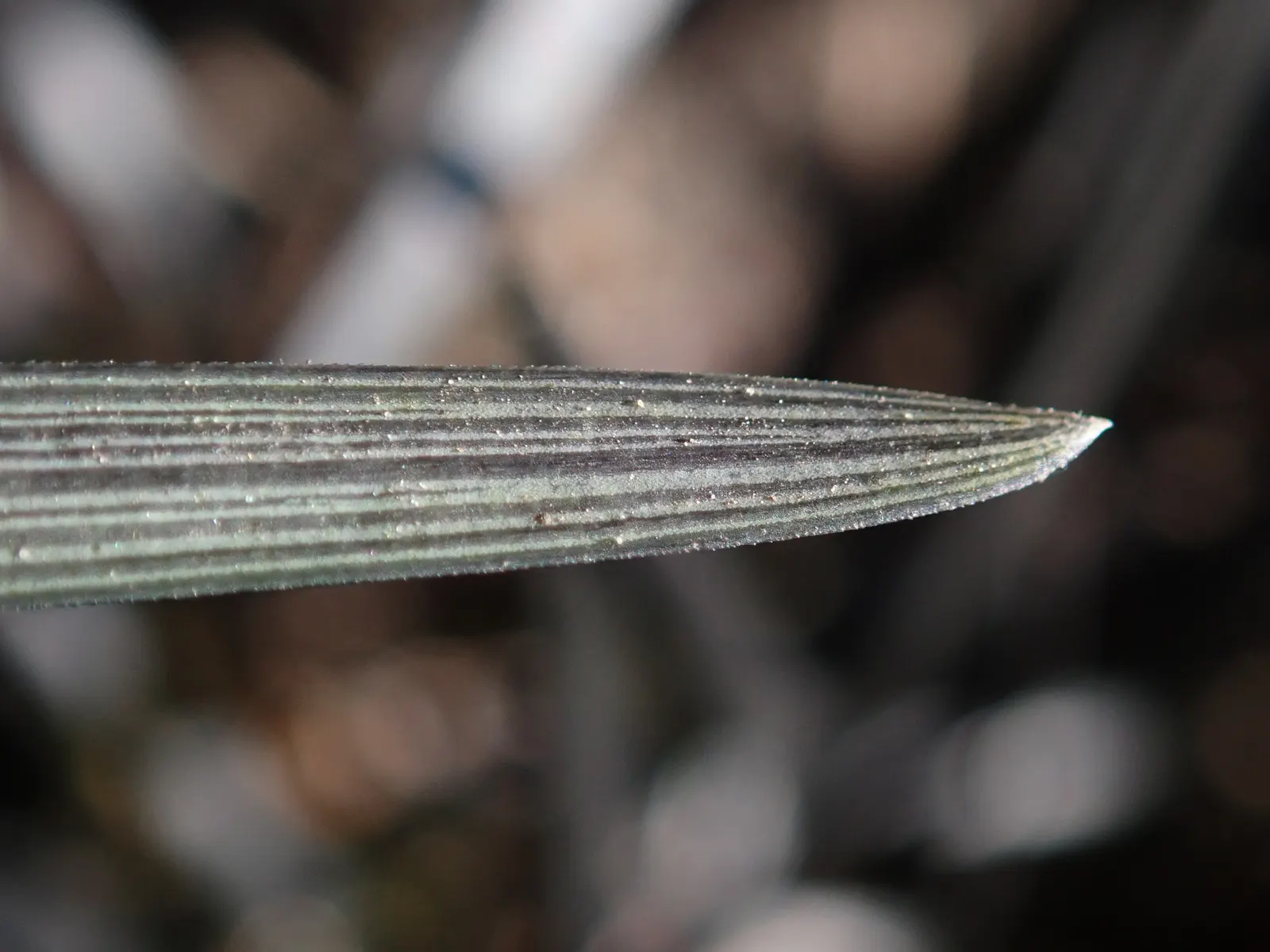 Black Mondo Grass (Ophiopogon Planiscapus 'Nigrescens') — It adapts to a range of soil types but flourishes in well-draining; making it a compelling component