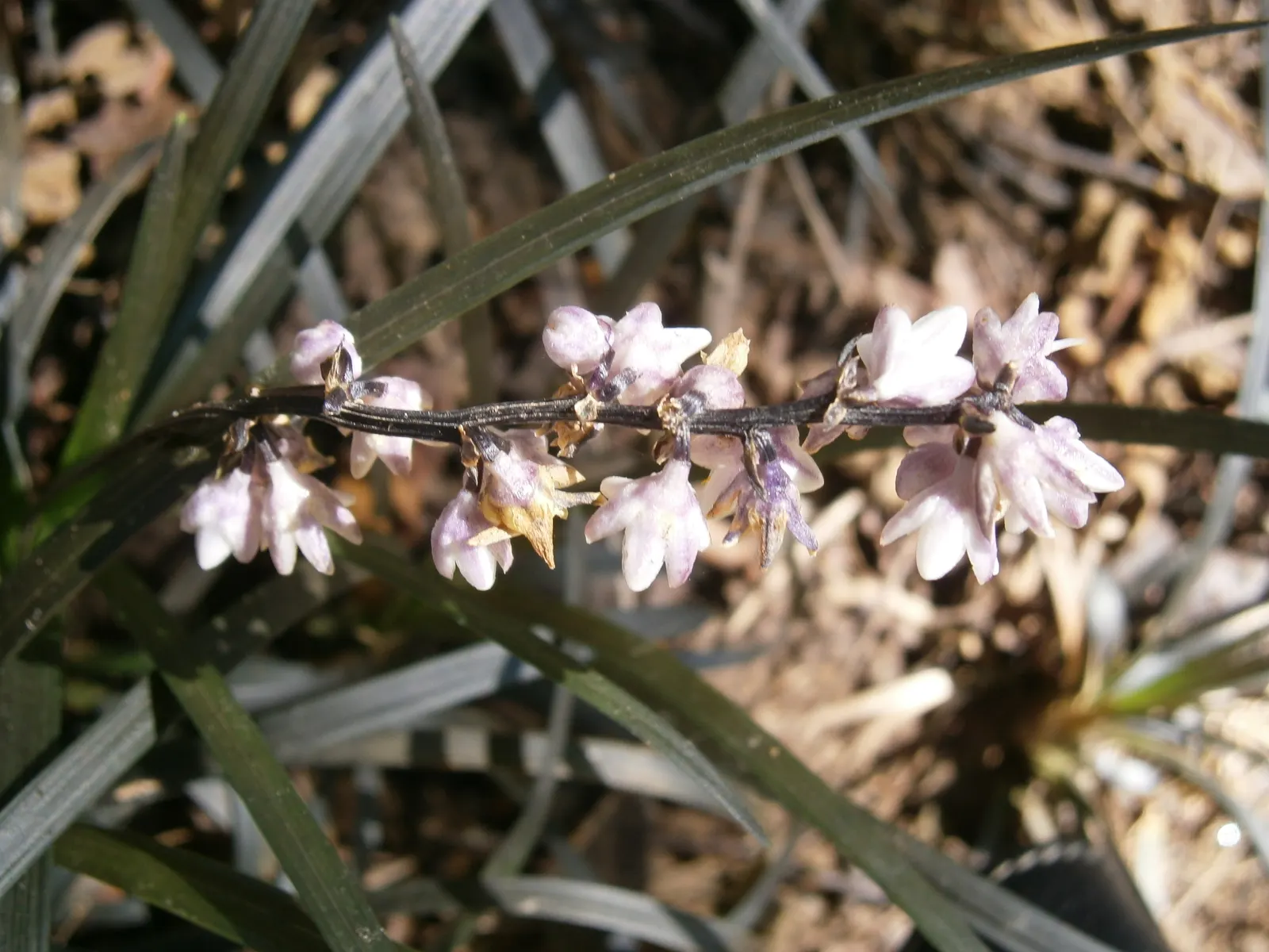 Black Mondo Grass (Ophiopogon Planiscapus 'Nigrescens') — especially in the hotter seasons or in more sun-exposed sites