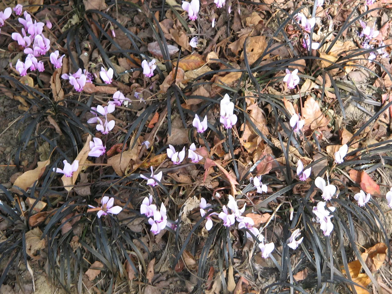 Black Mondo Grass (Ophiopogon Planiscapus 'Nigrescens') — pink flowers in the garden; cultivated for its color contrast and texture