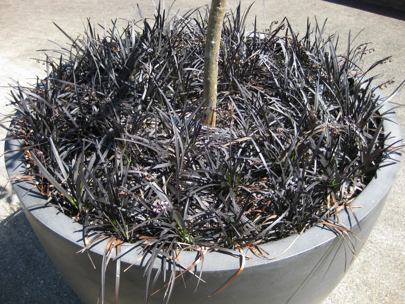 Black Mondo Grass (Ophiopogon Planiscapus 'Nigrescens') — purplish flowers in summer followed by glossy