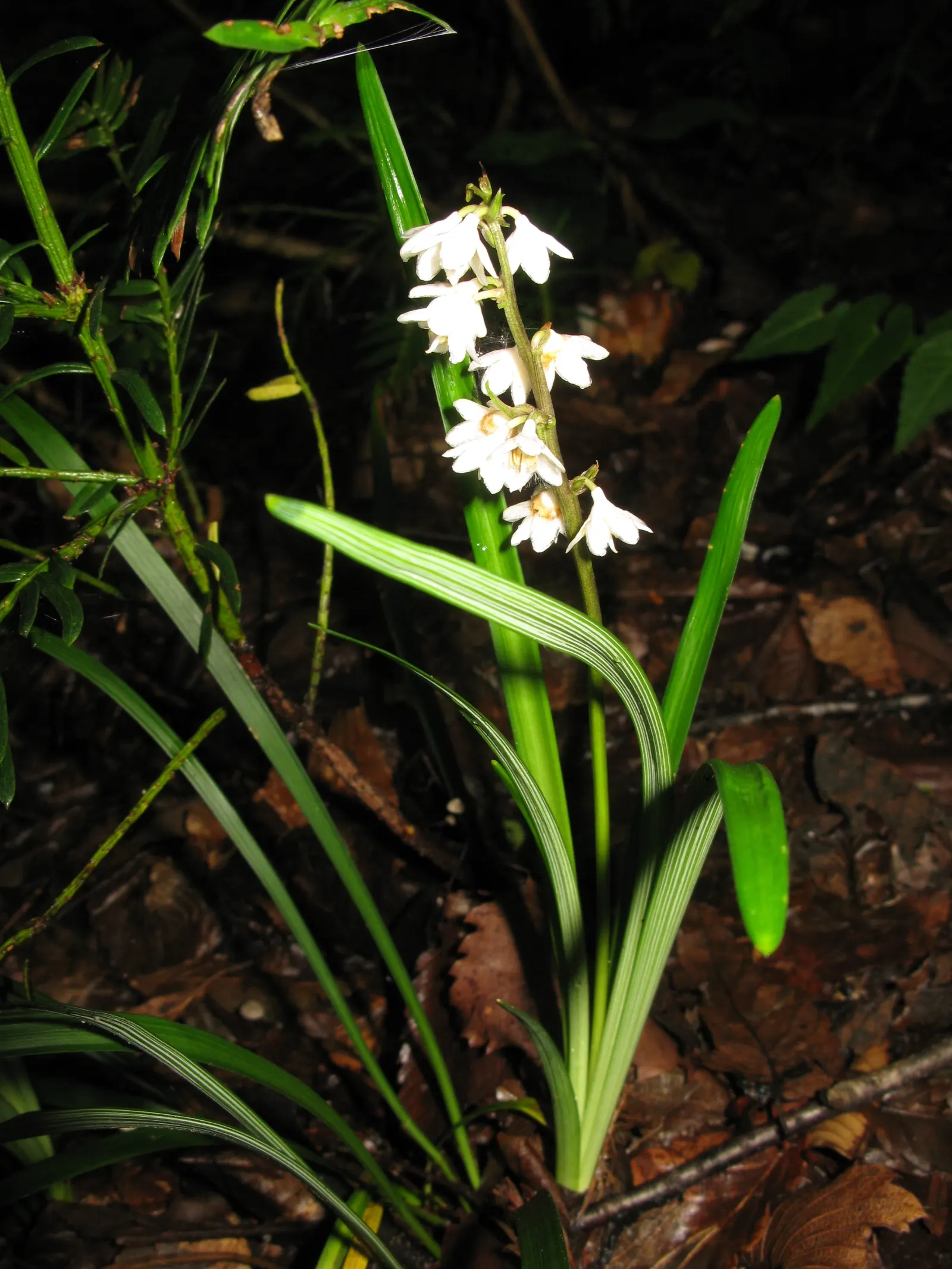 Black Mondo Grass (Ophiopogon Planiscapus 'Nigrescens') — blade-like leaves reaching up to 6 inches in height