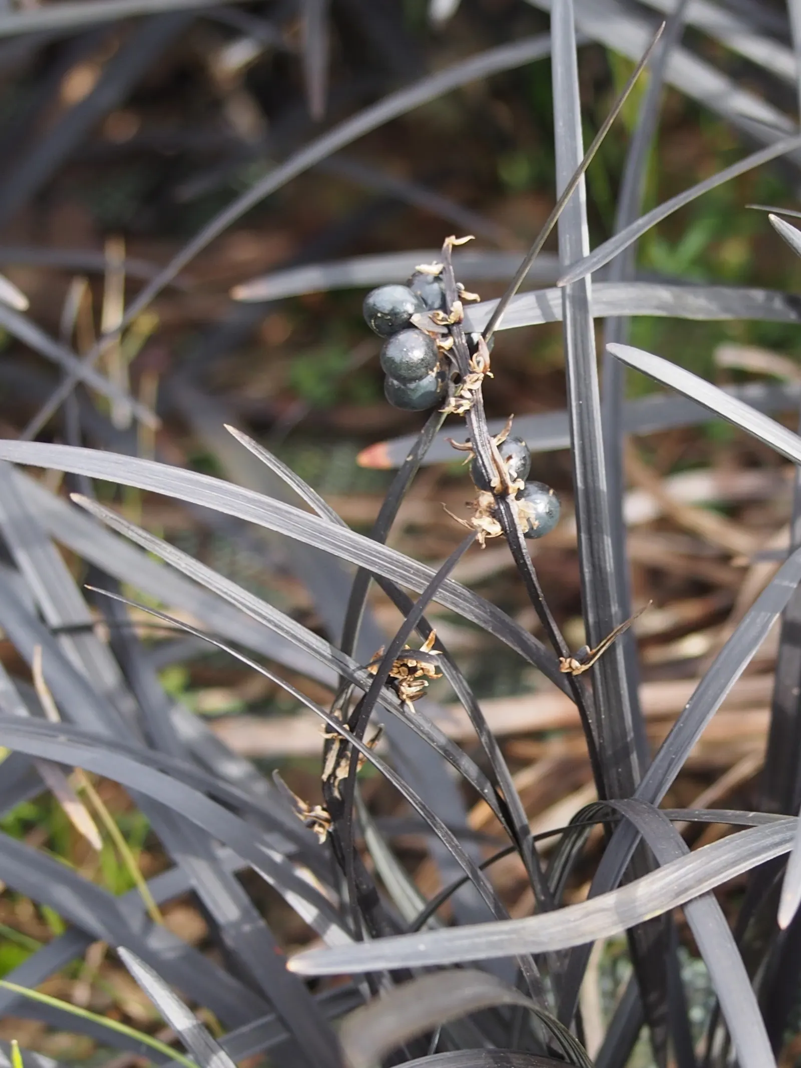 Black Mondo Grass (Ophiopogon Planiscapus 'Nigrescens') — or Ophiopogon planiscapus 'Nigrescens,' is a striking