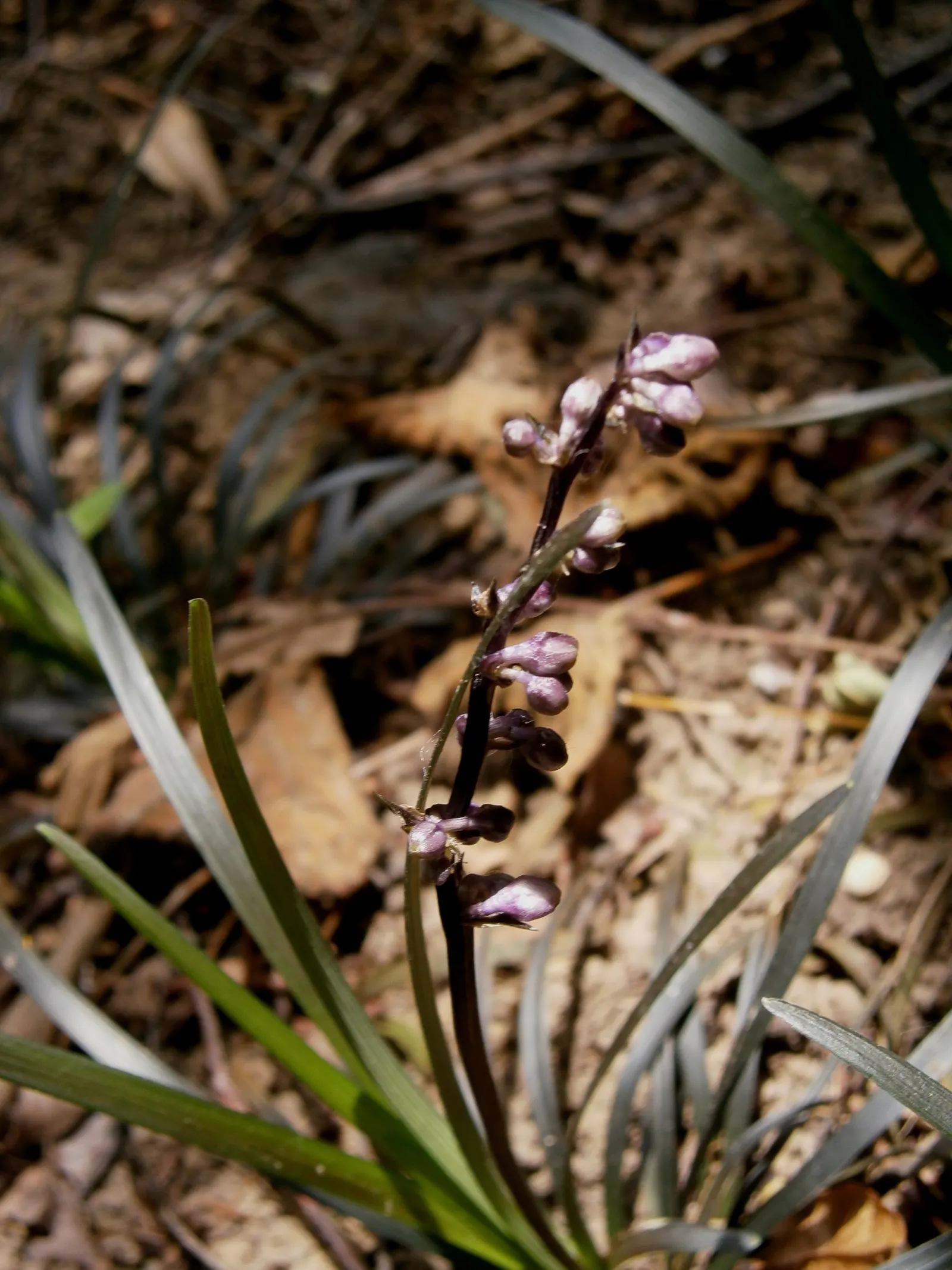 Black Mondo Grass (Ophiopogon Planiscapus 'Nigrescens') — which makes for an excellent ground cover or an eye-catching border along pathways or, image 42