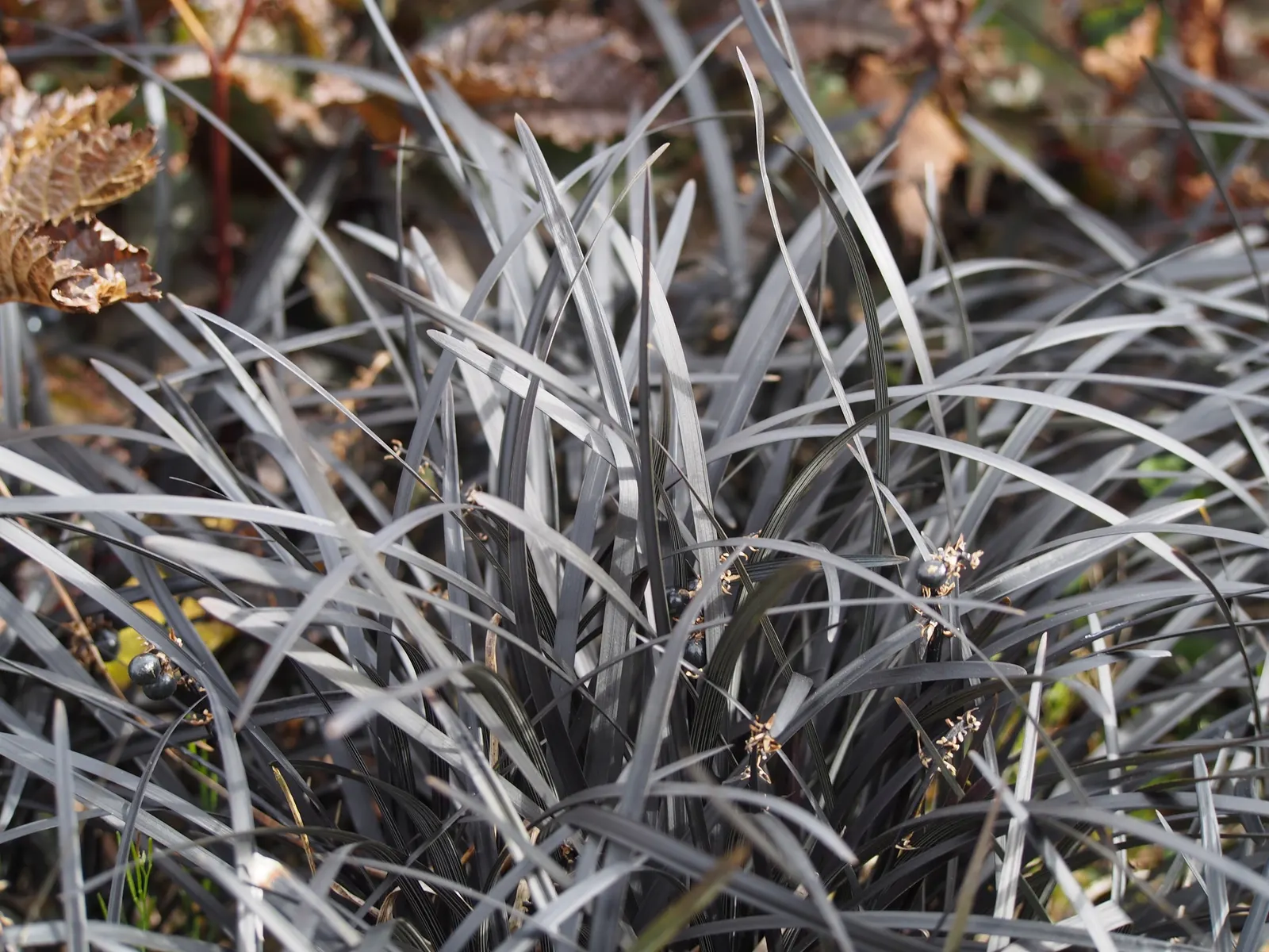 Black Mondo Grass (Ophiopogon Planiscapus 'Nigrescens') — grass / ground cover for deep shade or full; making it a compelling component in any modern landscape