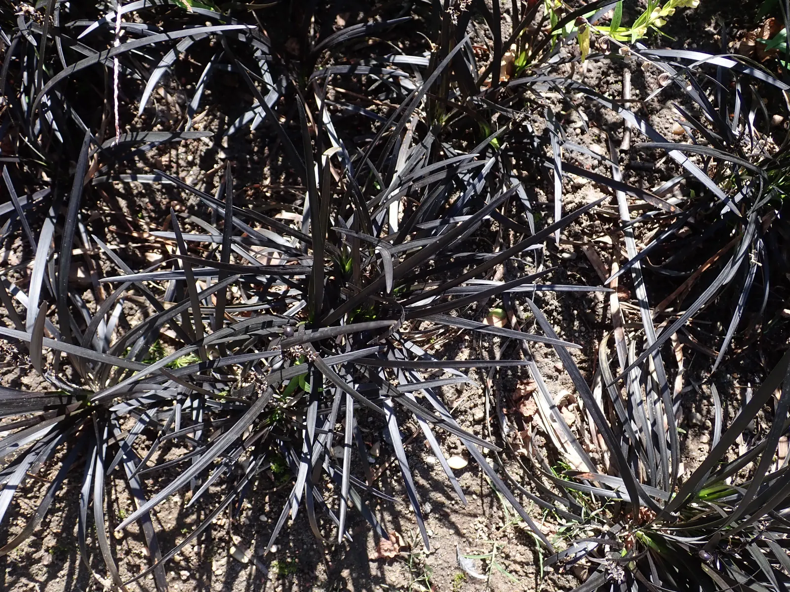 Black Mondo Grass (Ophiopogon Planiscapus 'Nigrescens') — requiring minimal care once established; especially in the hotter seasons or in more sun-exposed sites