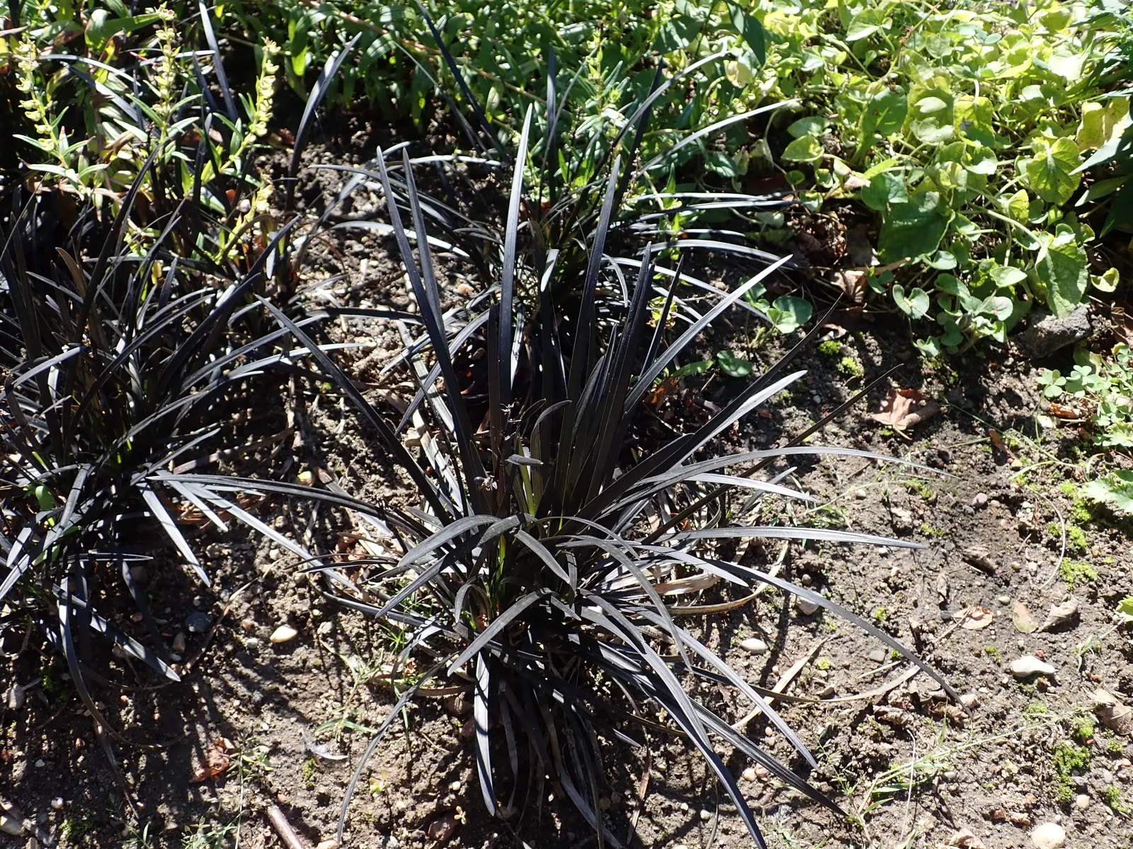 Black Mondo Grass (Ophiopogon Planiscapus 'Nigrescens') — blade-like leaves reaching up to 6 inches in height; especially in the hotter seasons or in more
