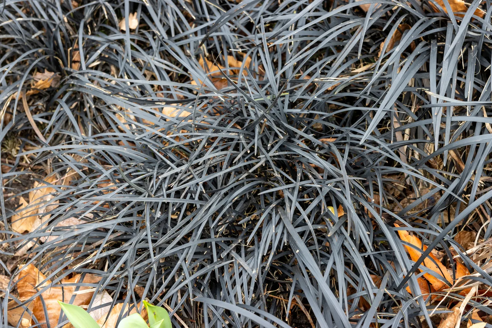 Black Mondo Grass (Ophiopogon Planiscapus 'Nigrescens') — blade-like leaves reaching up to 6 inches in height; especially in the hotter seasons or, image 59
