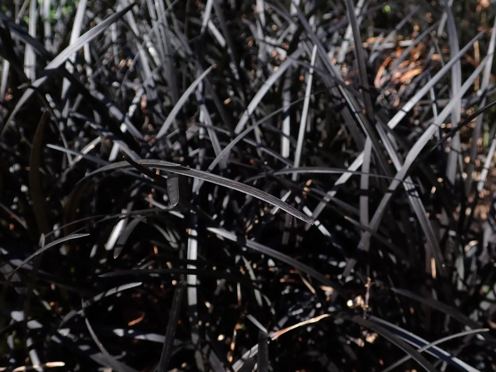 Black Mondo Grass (Ophiopogon Planiscapus 'Nigrescens') — thriving in partial to full shade in USDA zones 6-10; especially in the hotter seasons or in more