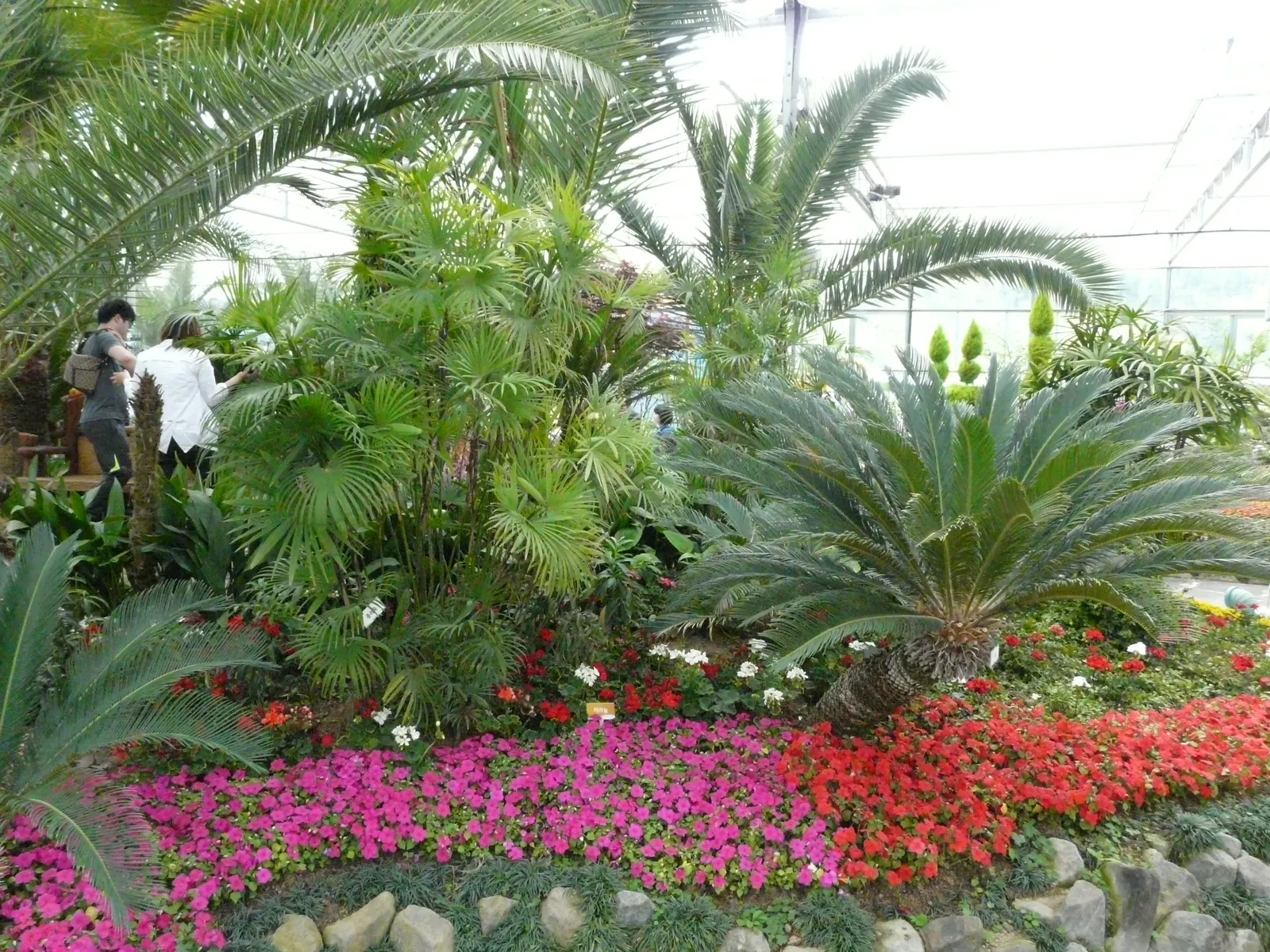 Black Mondo Grass (Ophiopogon Planiscapus 'Nigrescens') — to maintain its vibrant coloring and healthy growth; especially in the hotter seasons or in more