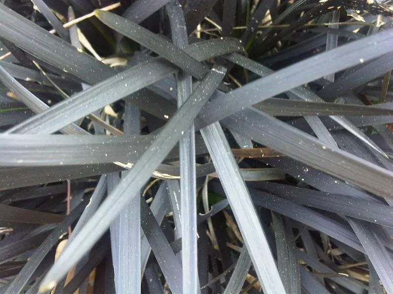 Black Mondo Grass (Ophiopogon Planiscapus 'Nigrescens') — or Ophiopogon planiscapus 'Nigrescens,' is a striking; the plant forms dense clumps up to 1 foot
