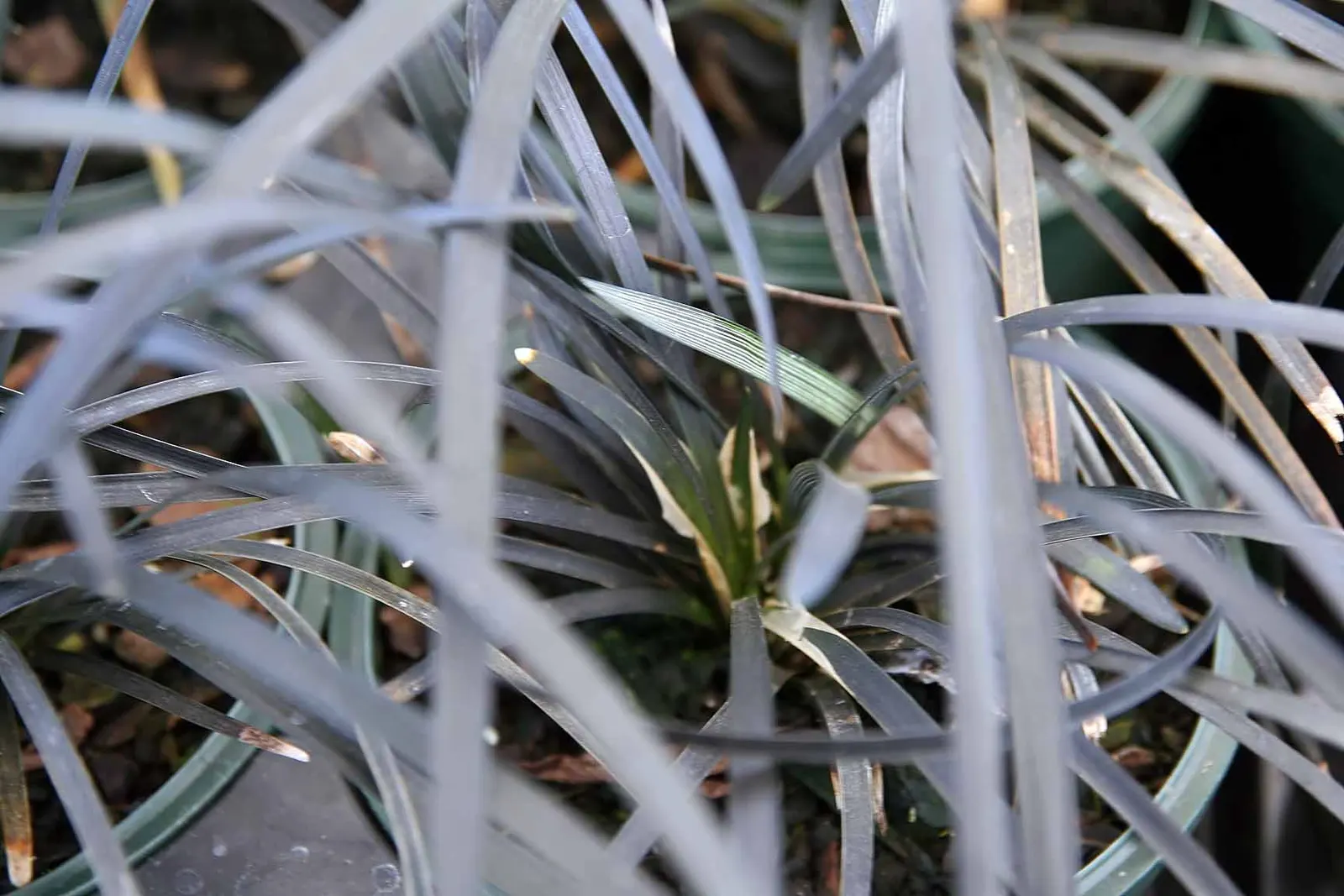 Black Mondo Grass (Ophiopogon Planiscapus 'Nigrescens') — or Ophiopogon planiscapus 'Nigrescens,' is a striking; the plant forms dense clumps up to, image 57