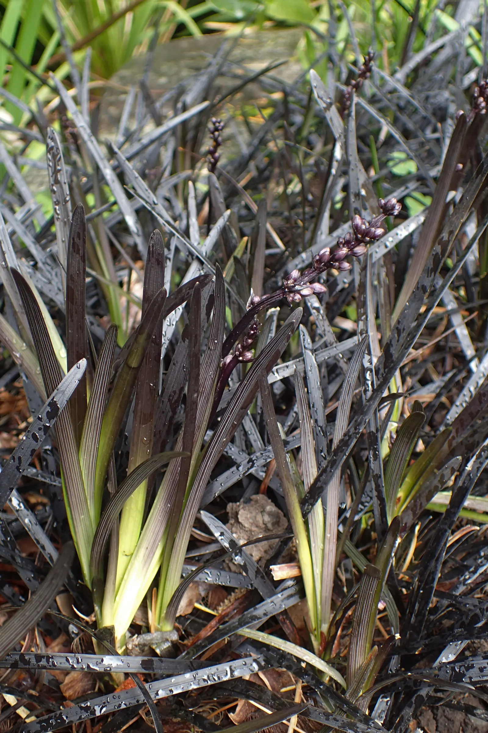 Black Mondo Grass (Ophiopogon Planiscapus 'Nigrescens') — It's excellent for contrast in borders or as a ground cover
