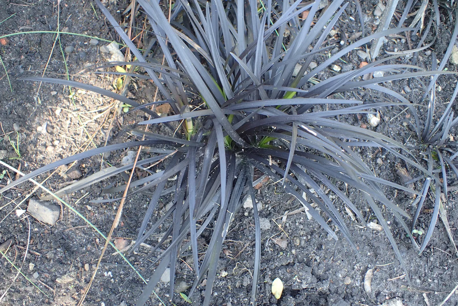 Black Mondo Grass (Ophiopogon Planiscapus 'Nigrescens') — pale purple to white flowers that can reach up to 20 inches in height