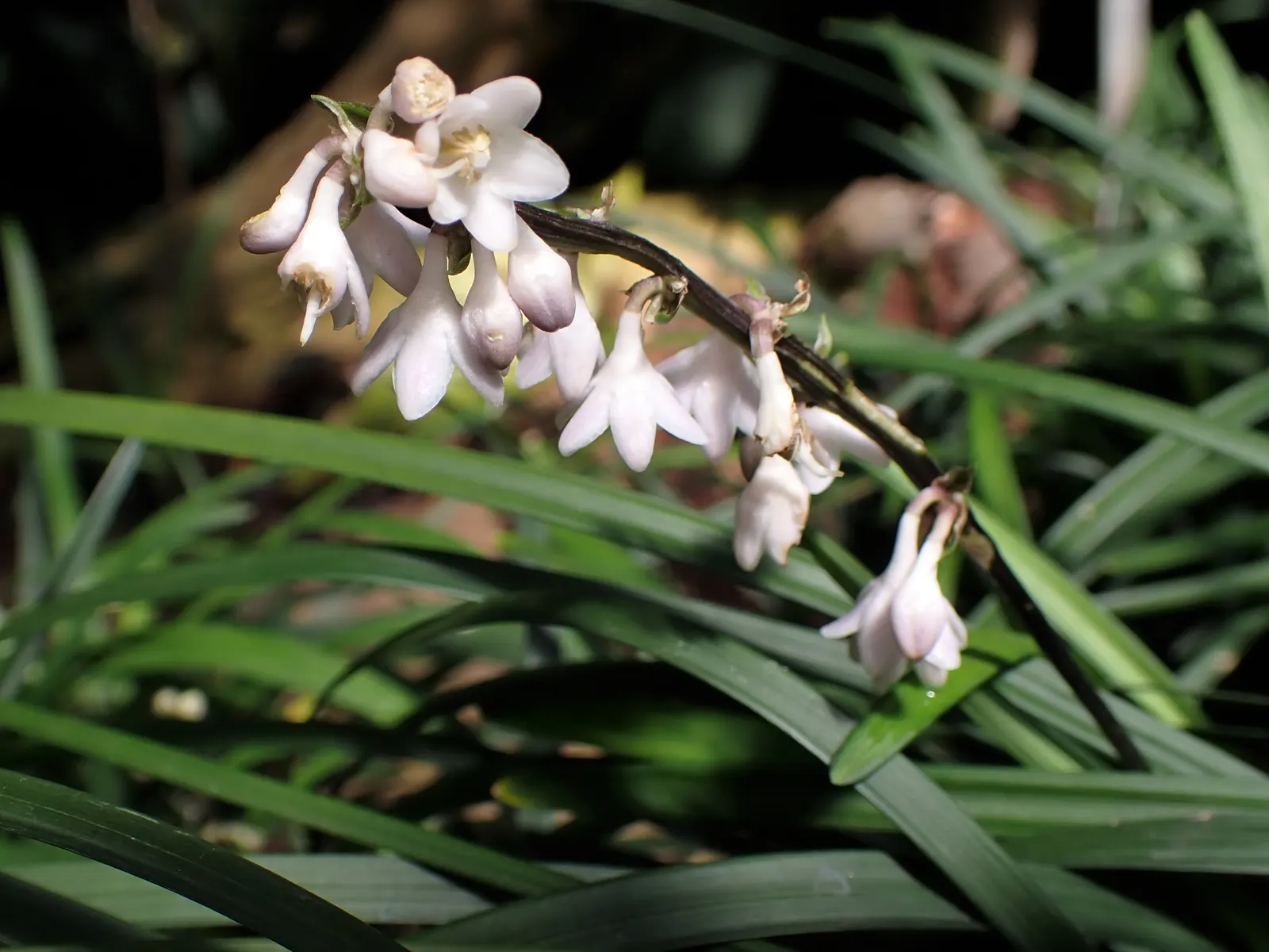 Black Mondo Grass (Ophiopogon Planiscapus 'Nigrescens') — grass / ground cover for deep shade or full