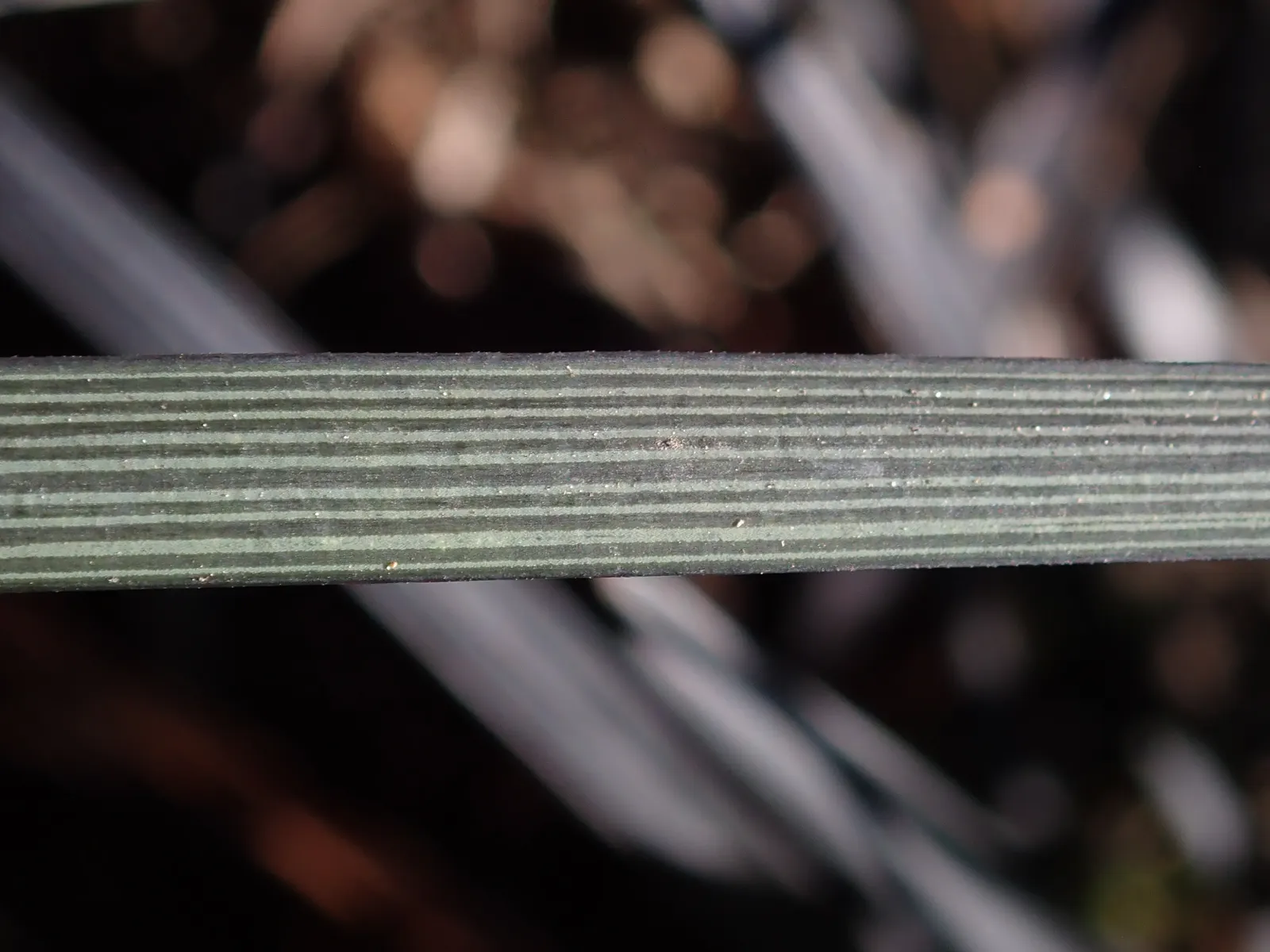 Black Mondo Grass (Ophiopogon Planiscapus 'Nigrescens') — black berry-like fruits.<br><br>Ophiopogon planiscapus 'Nigrescens' is a low-maintenance plant