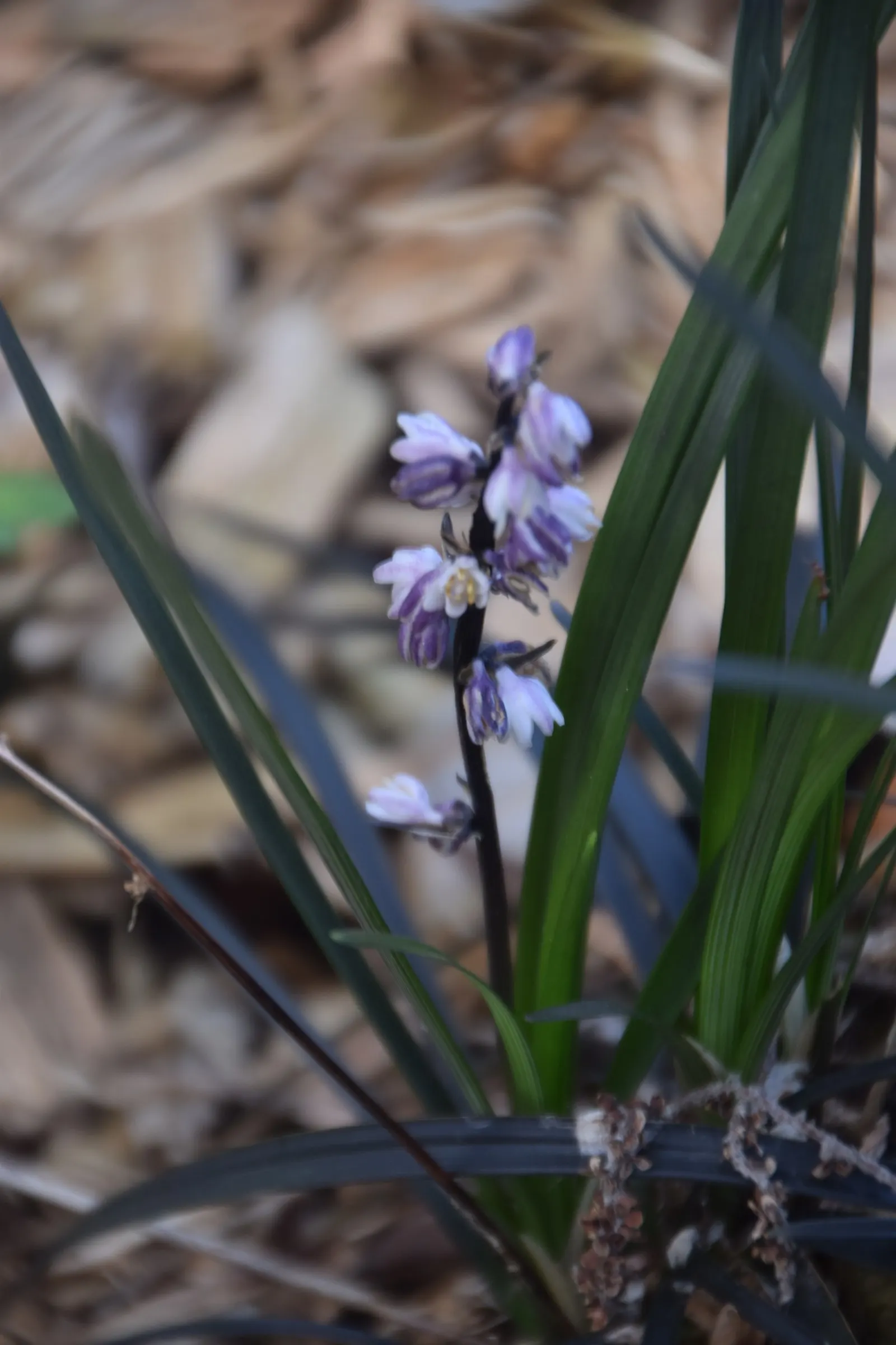 Black Mondo Grass (Ophiopogon Planiscapus 'Nigrescens') — evergreen perennial with near-black