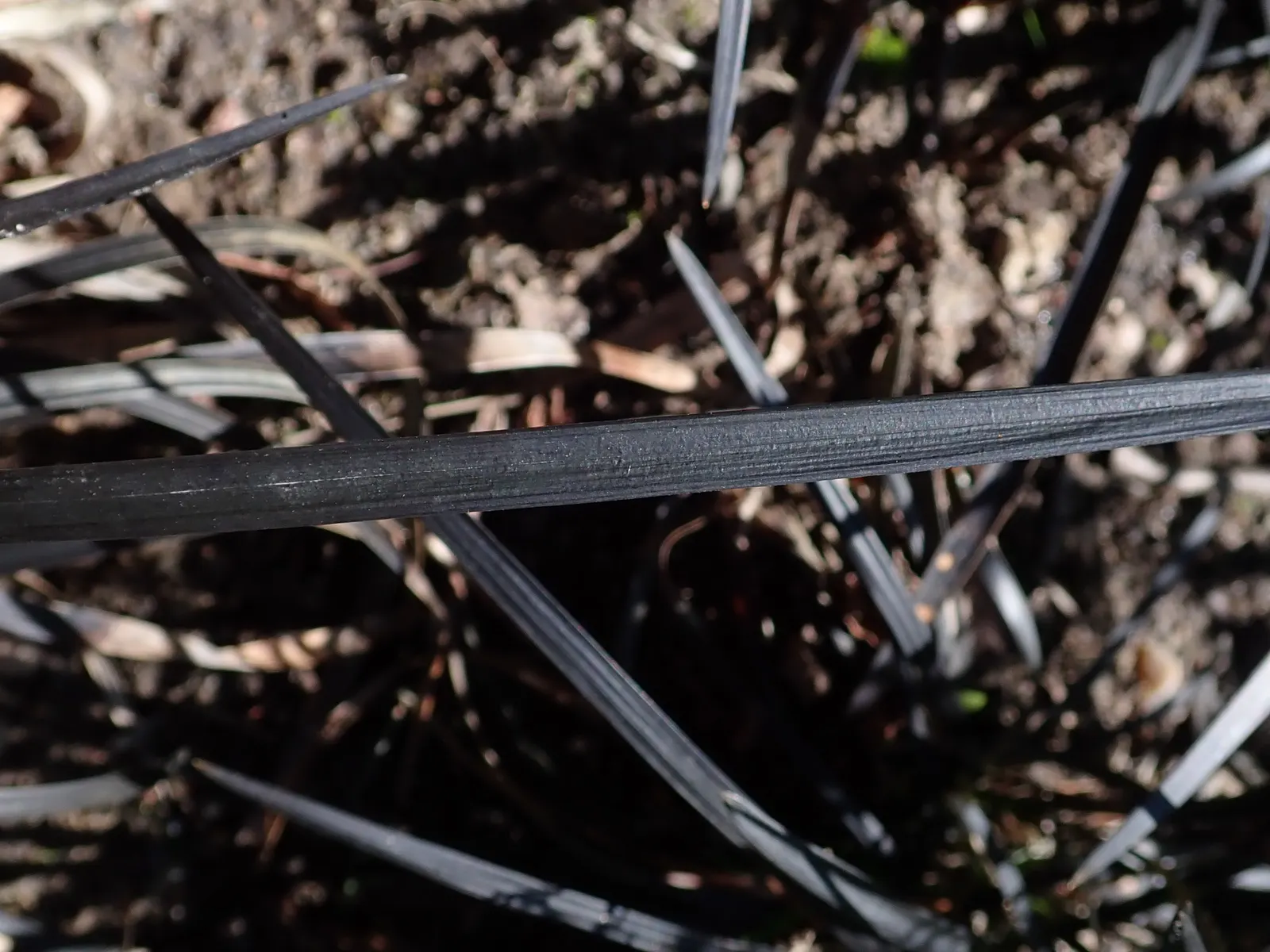 Black Mondo Grass (Ophiopogon Planiscapus 'Nigrescens') — thriving in partial to full shade in USDA zones 6-10